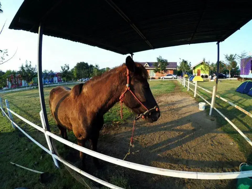 Horse-riding, Other Animals in Rai Phuruk Resort