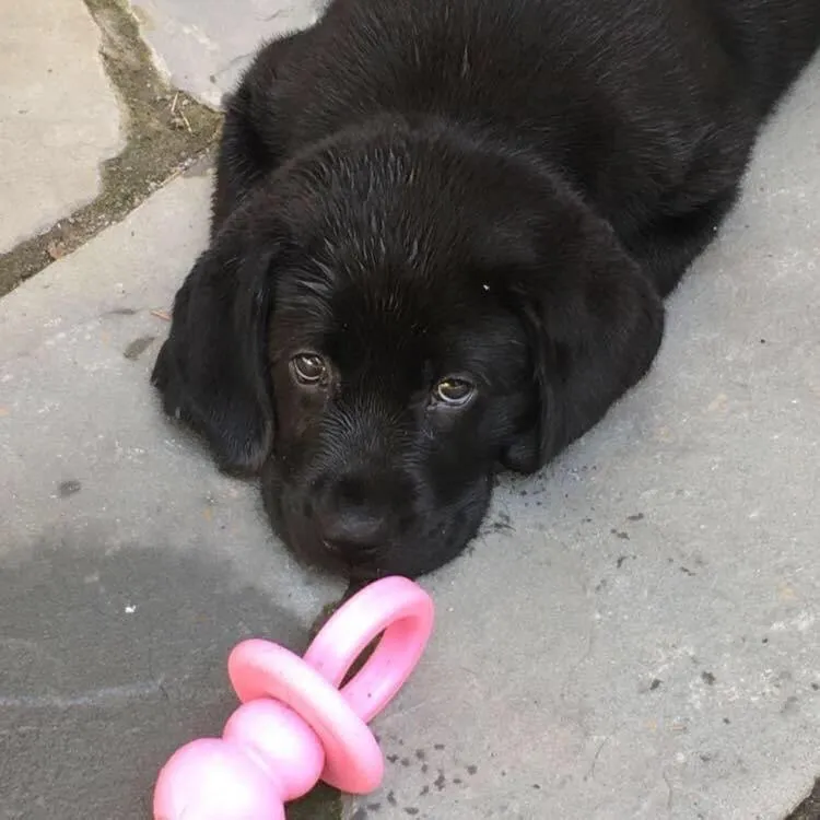 Pets in 34 State "Historic Luxury Suites" Skaneateles