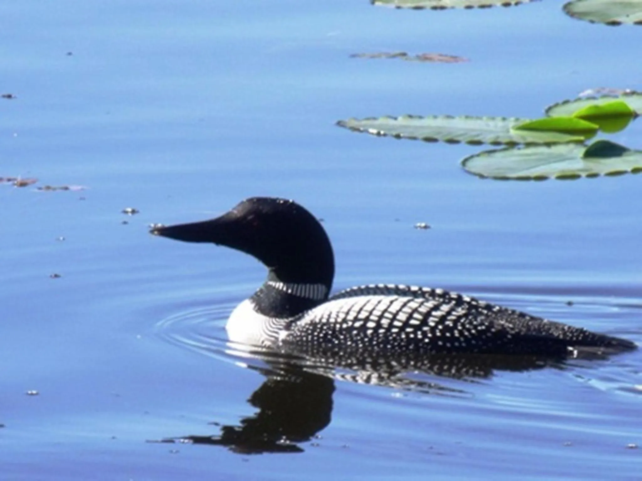 Animals in Nimpo Lake Resort