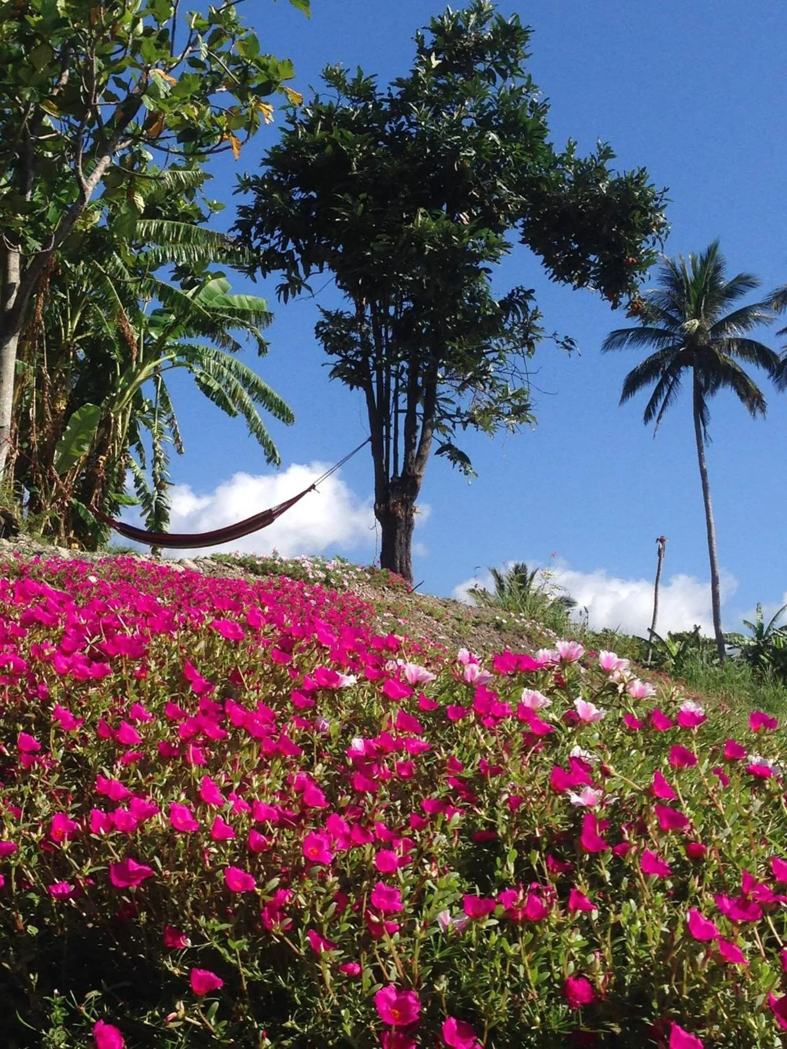 Garden view in Runners' House Taitung