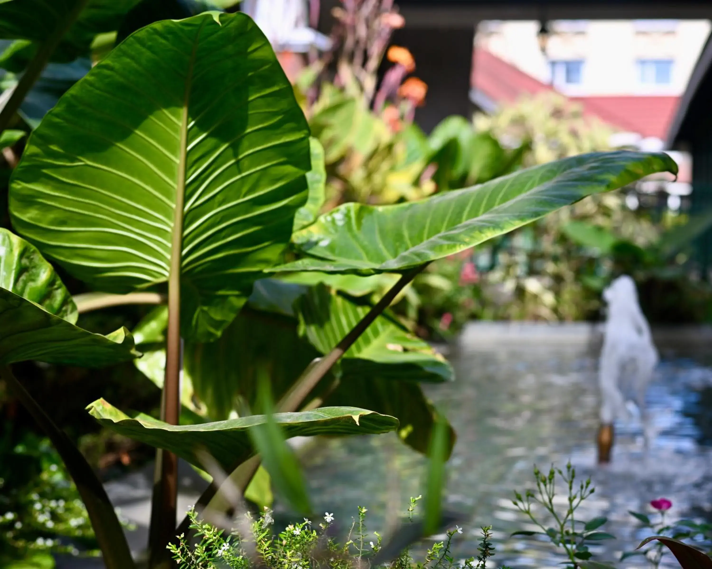 Garden view in Midland Hotel Nakuru Garden view in Midland Hotel Nakuru