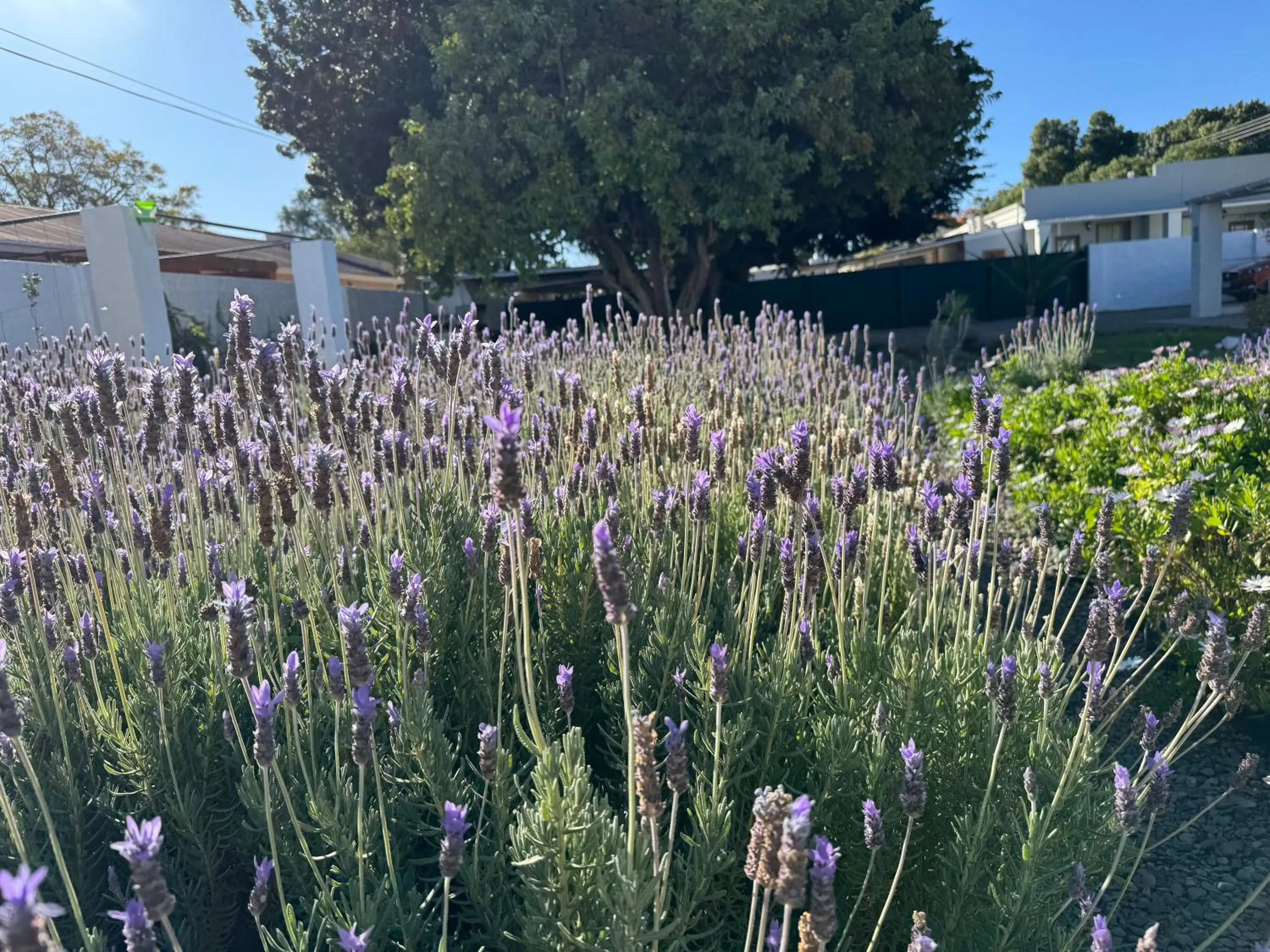 Garden view in Rietjiesbos Self Catering