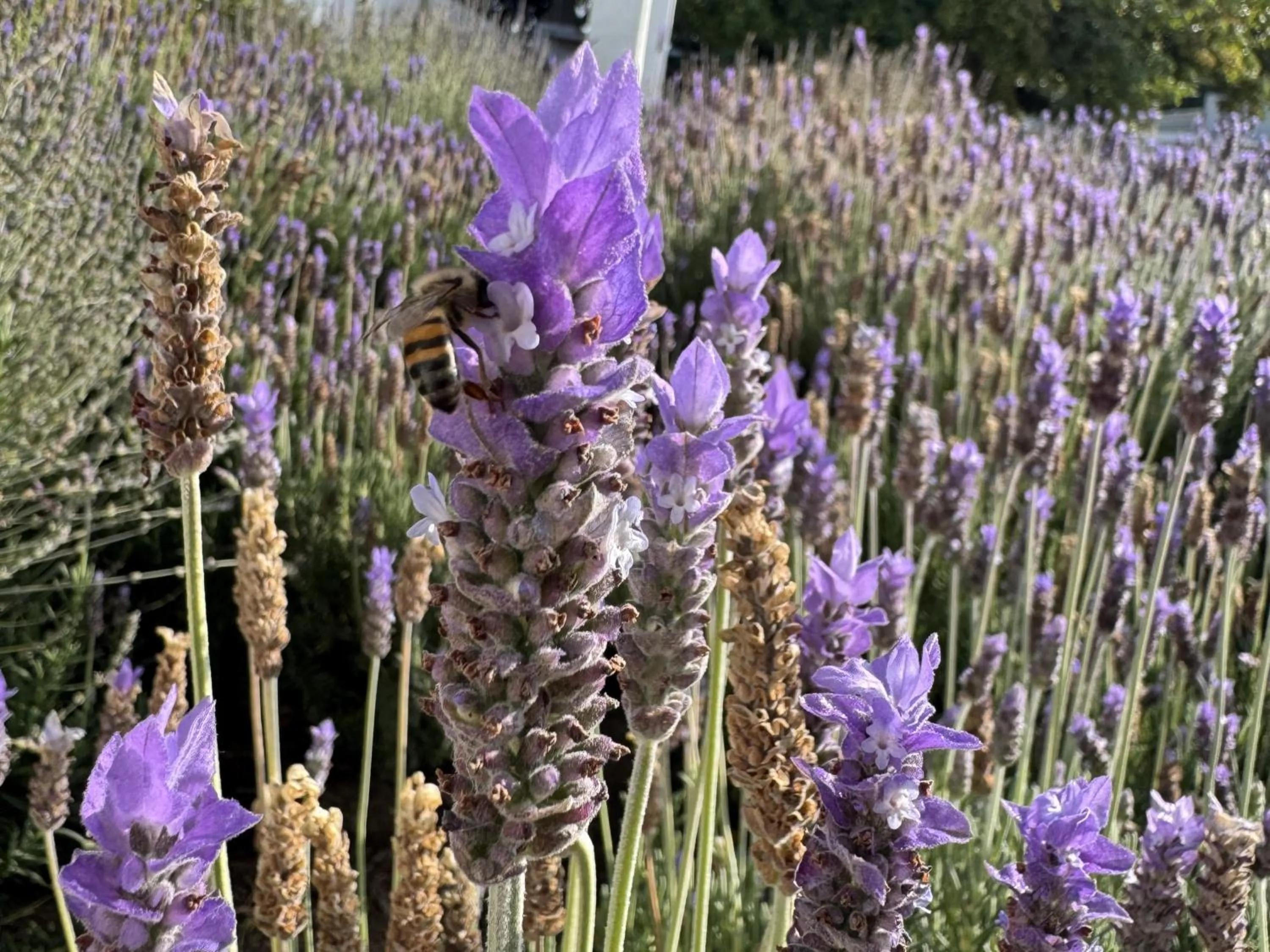 Garden view in Rietjiesbos Self Catering