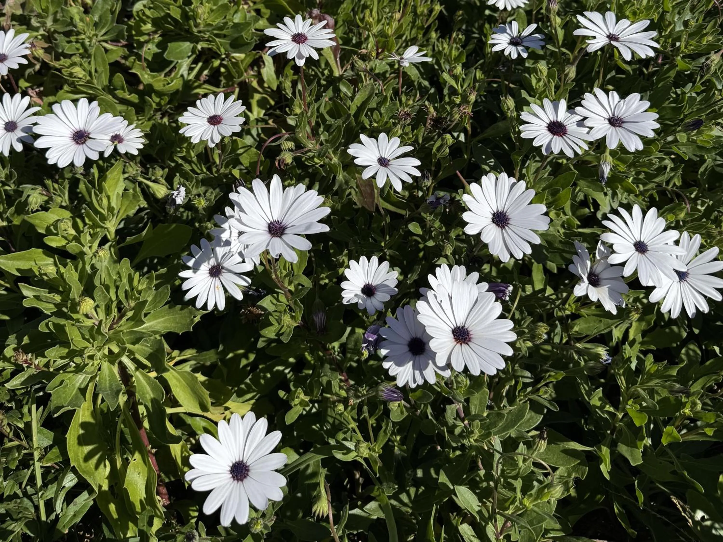 Garden in Rietjiesbos Self Catering