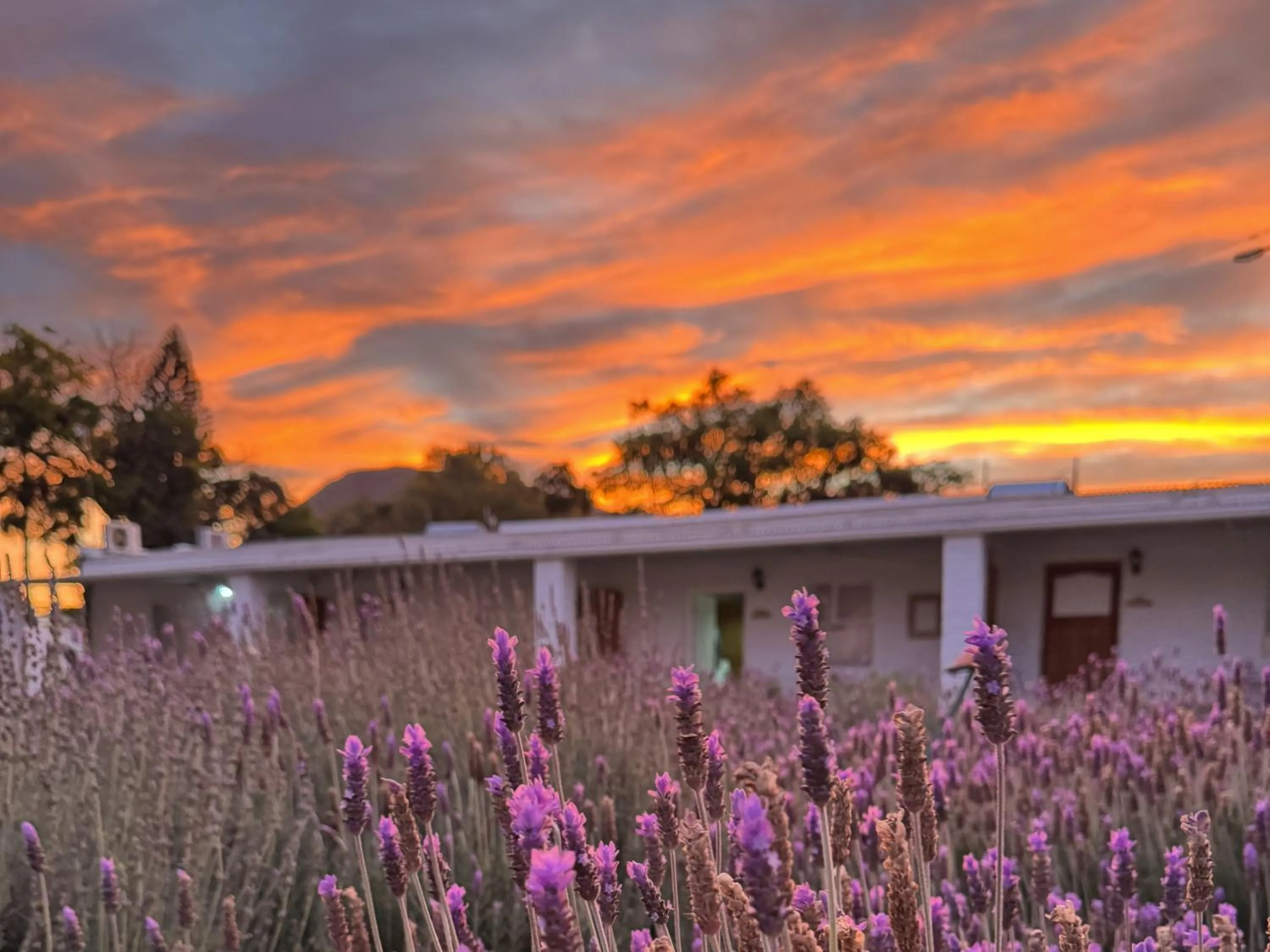 Garden view in Rietjiesbos Self Catering