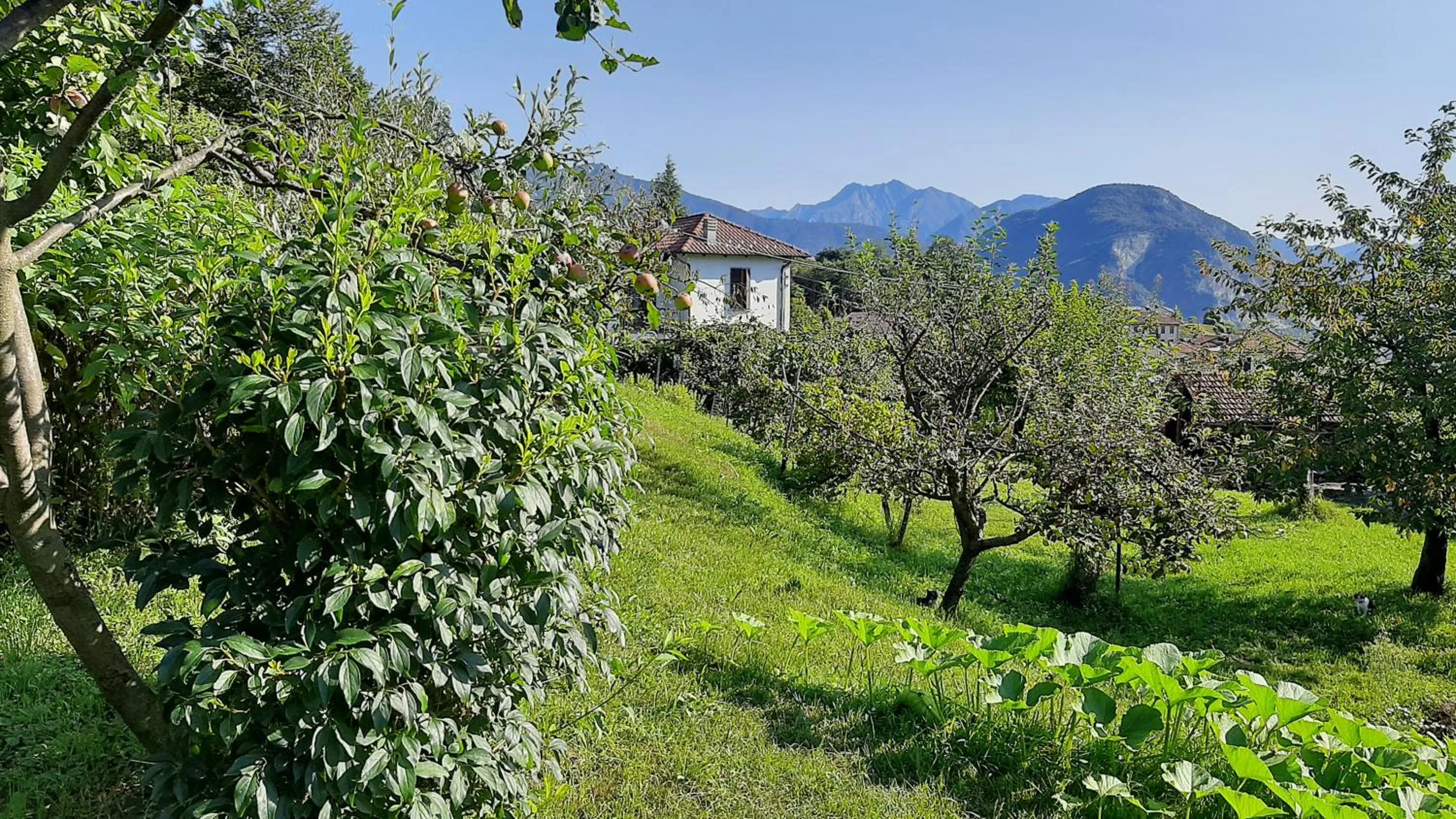 Garden in B&B Al Mutpron