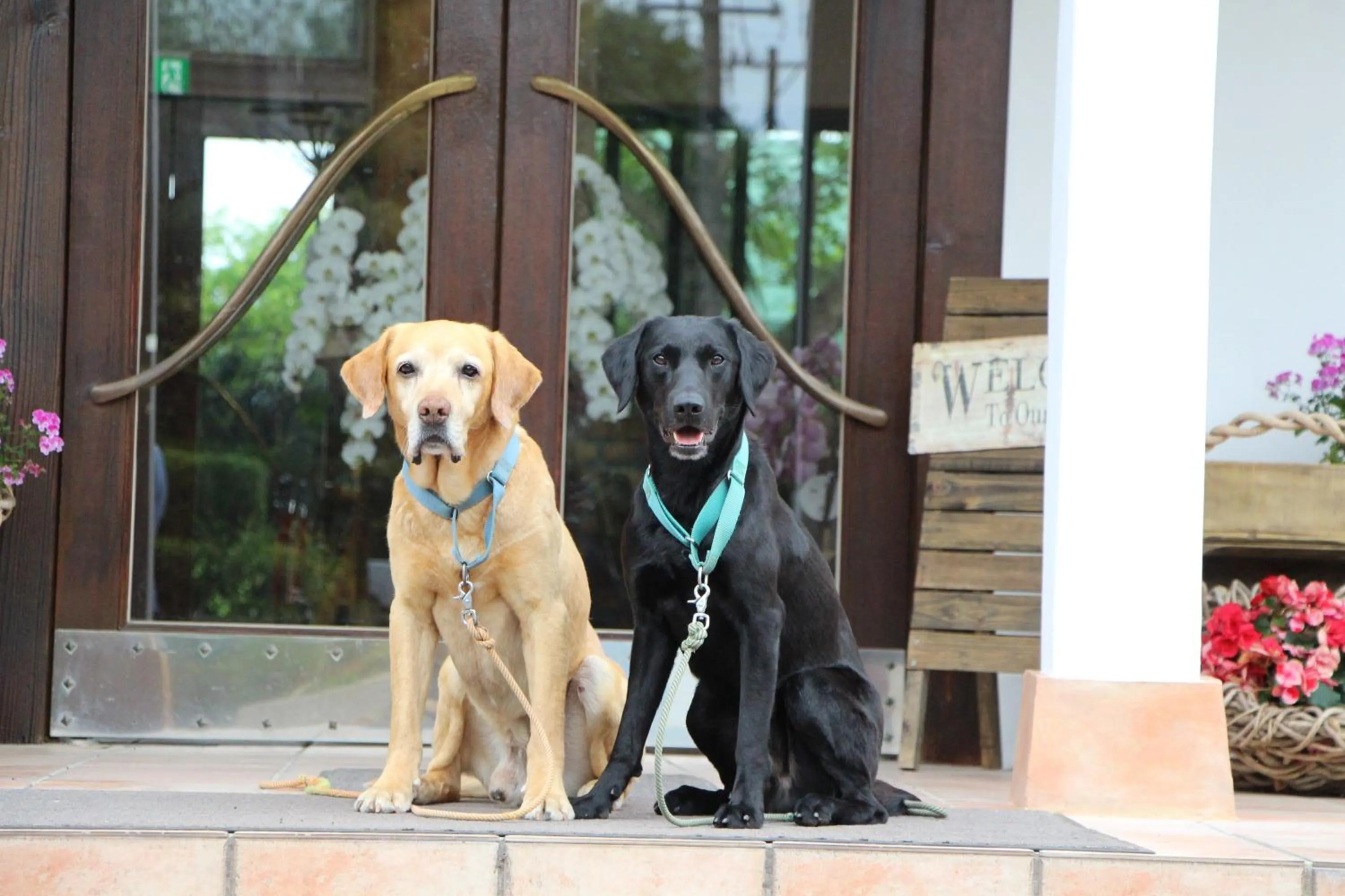 Animals in Fiore Shima