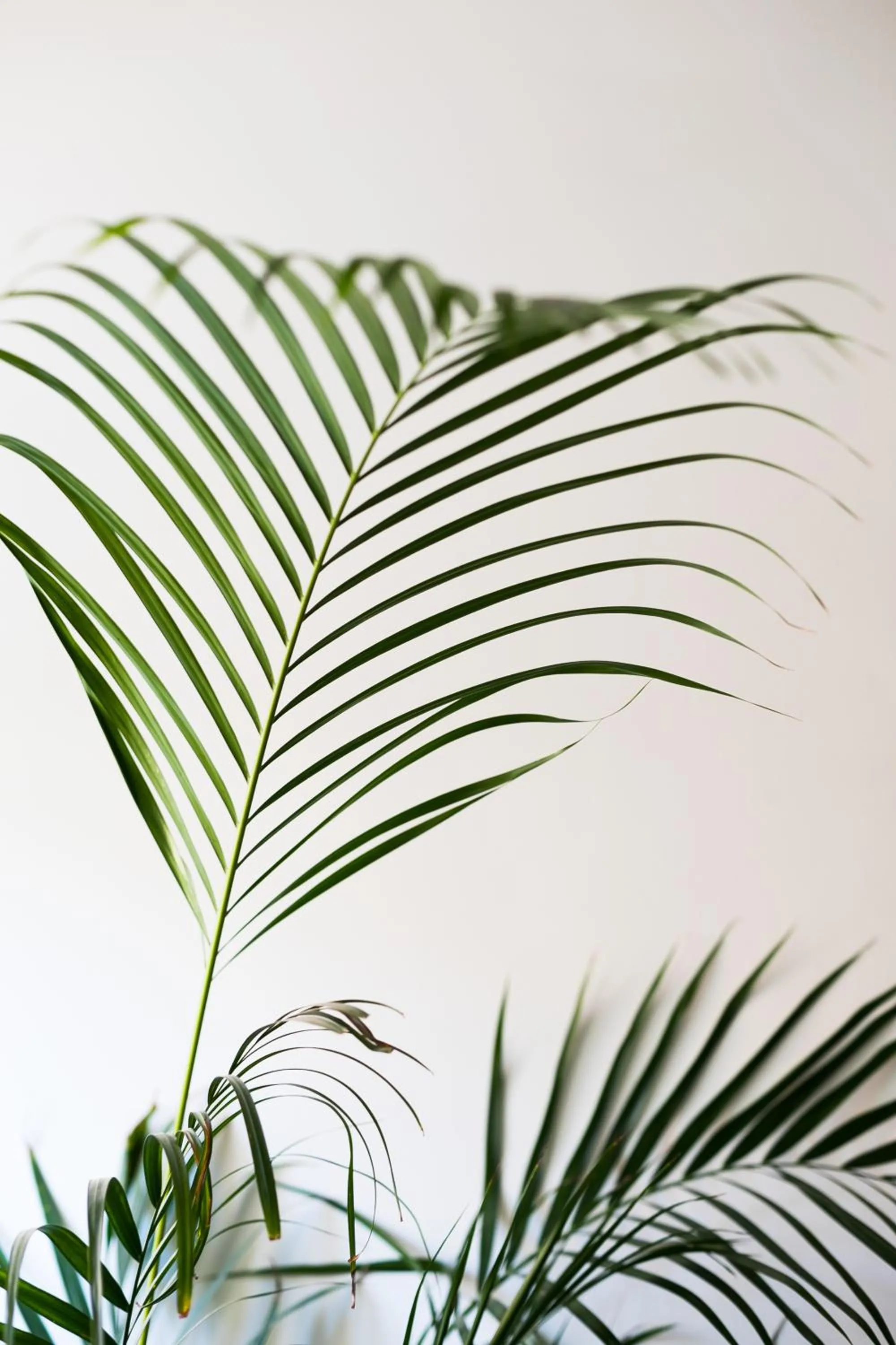 Decorative detail in Xystum