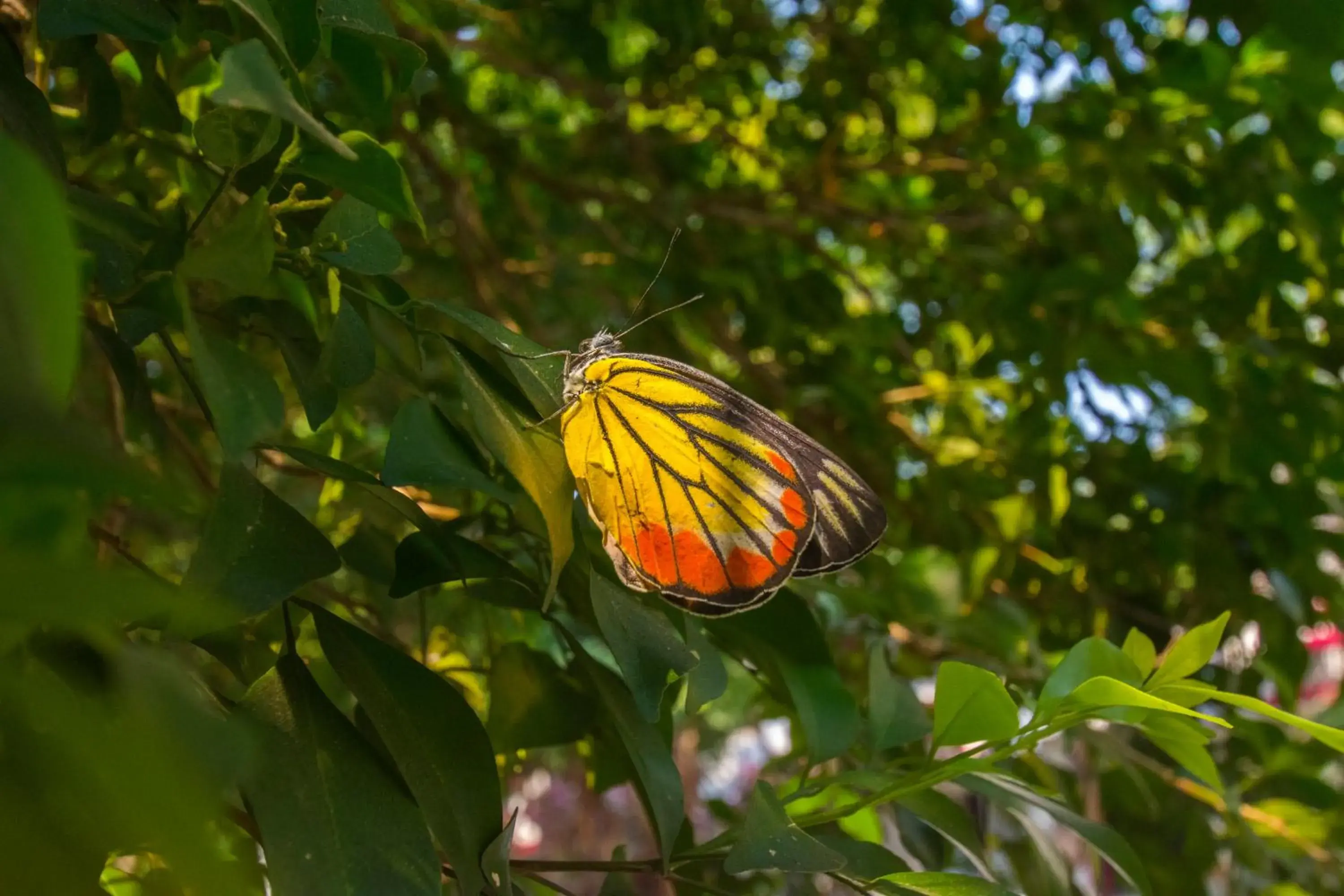 Other Animals in Natural Park Resort