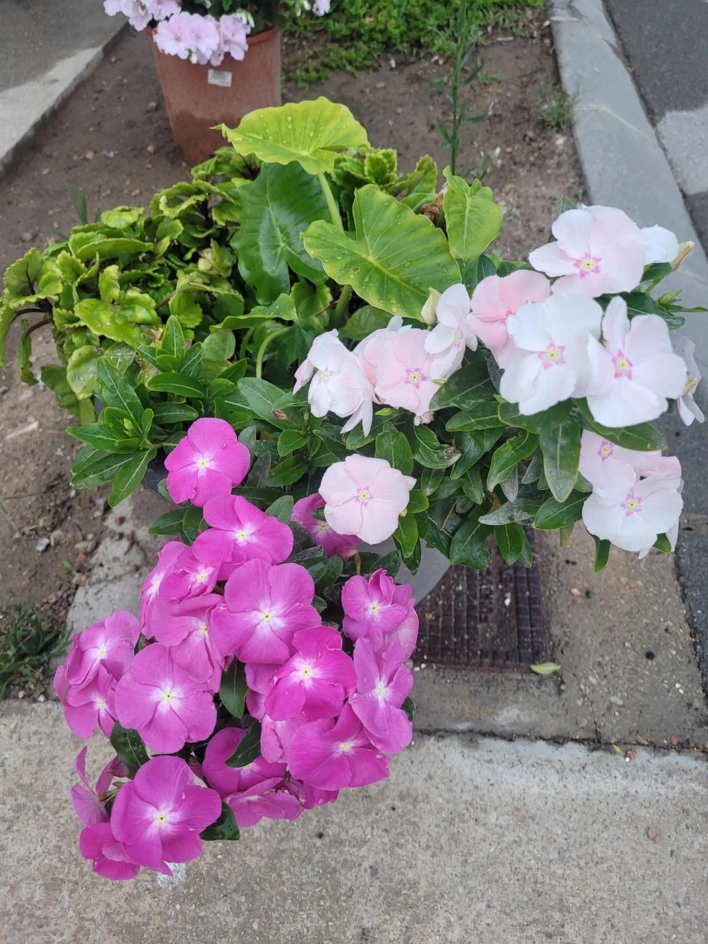 Garden in La Llar de Laura