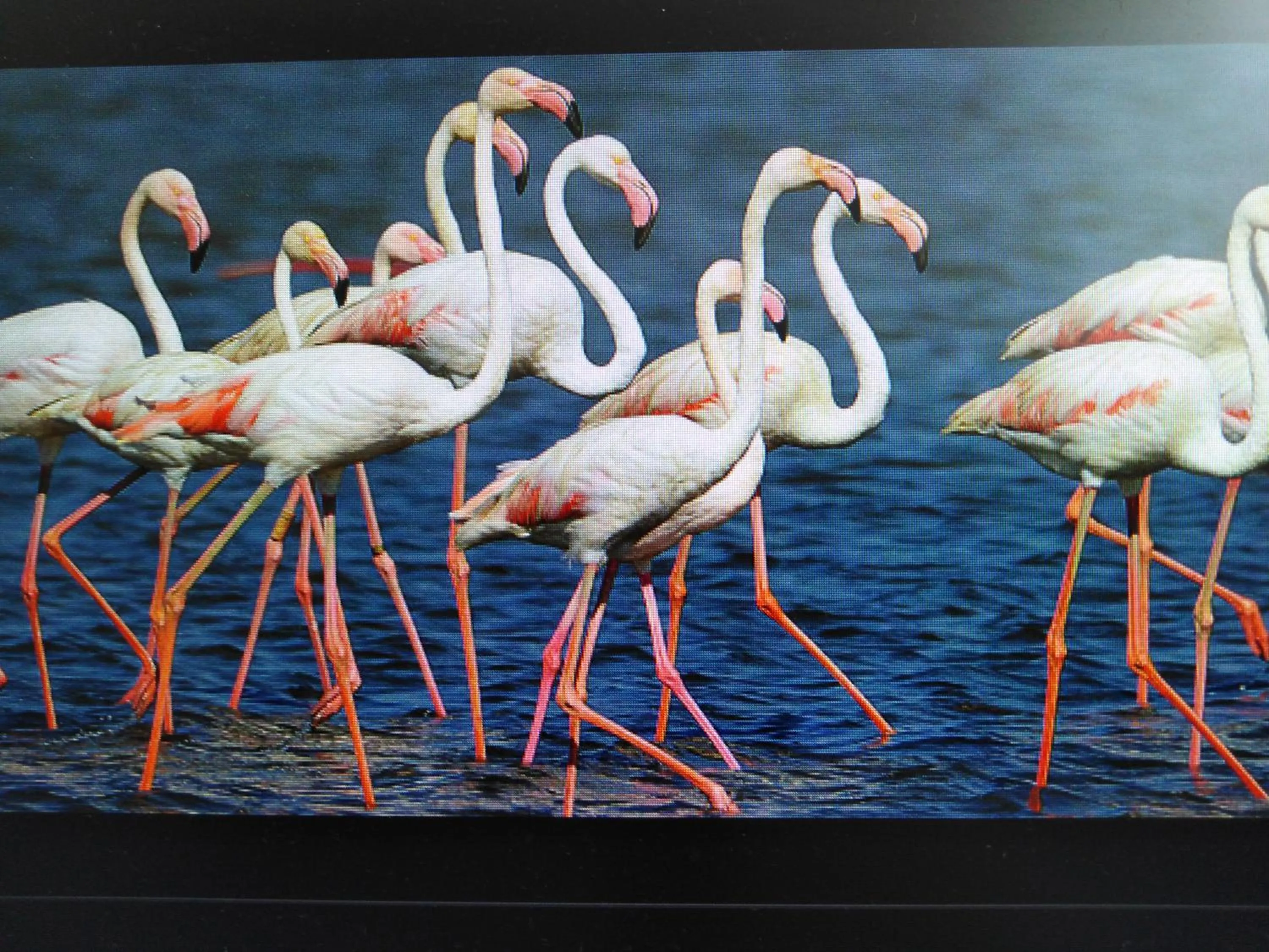 Animals in La Llar de Laura