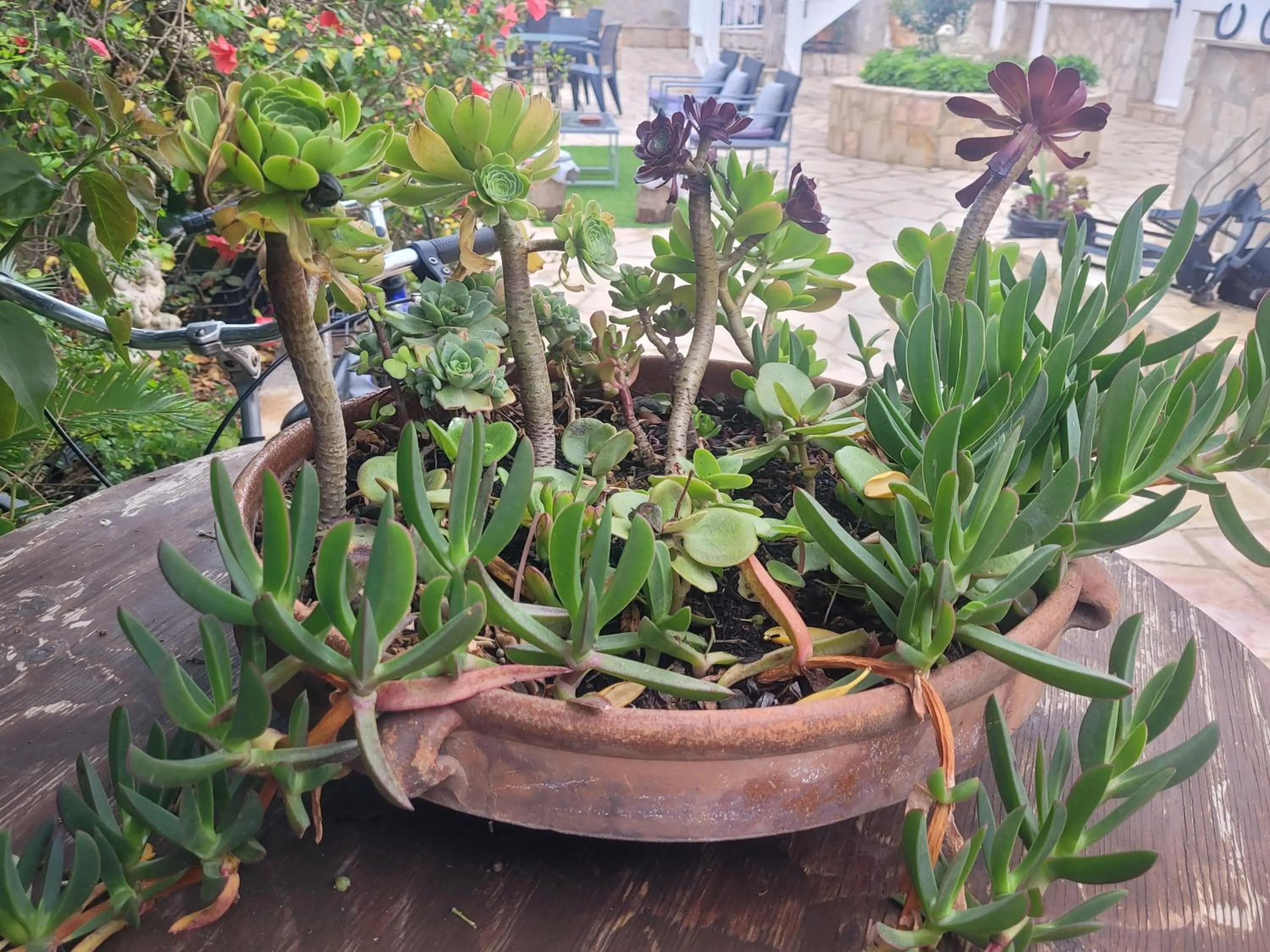 Garden in La Llar de Laura