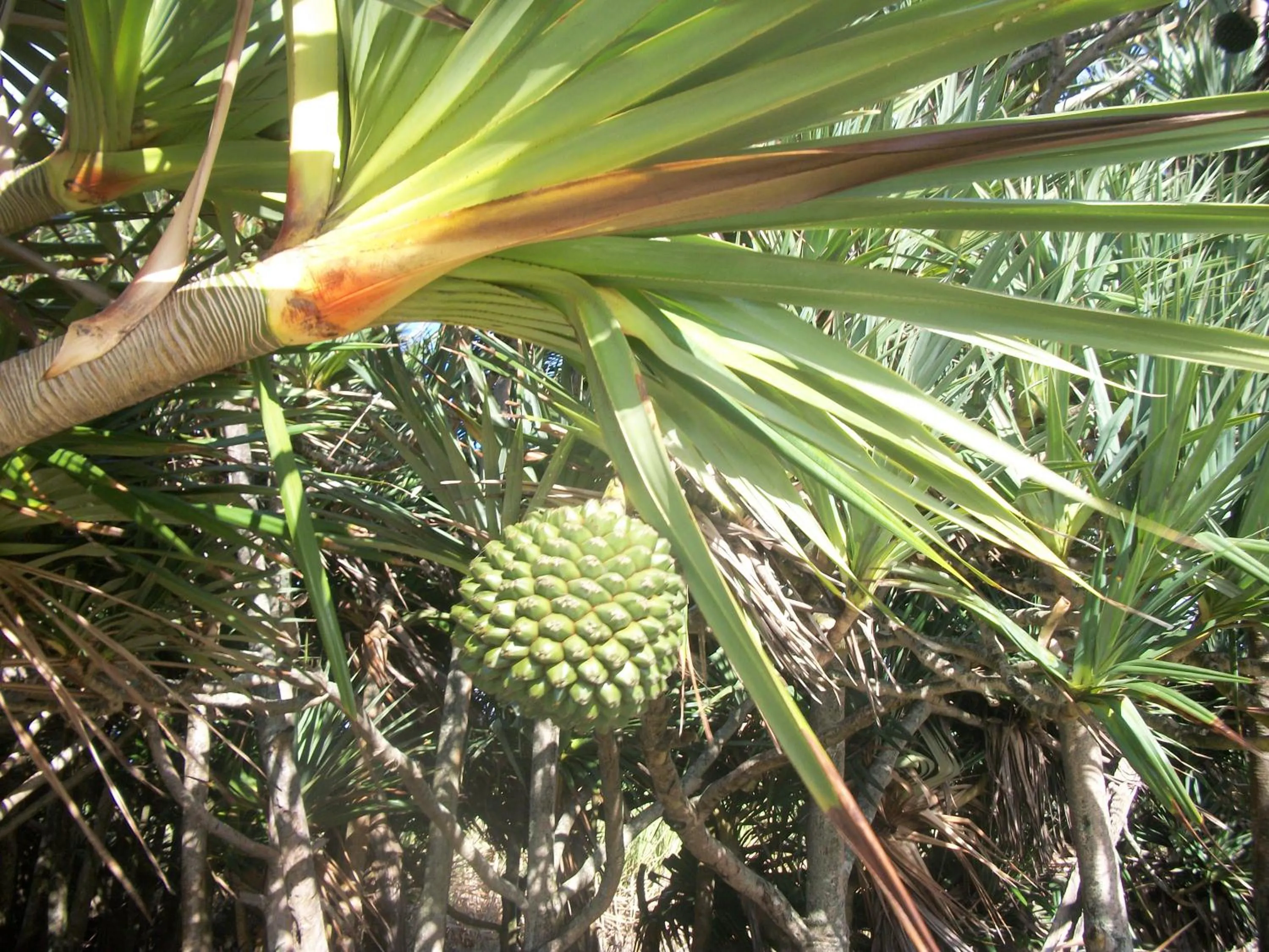 Natural landscape in Le Rubinjo - Appartement d'hôtes