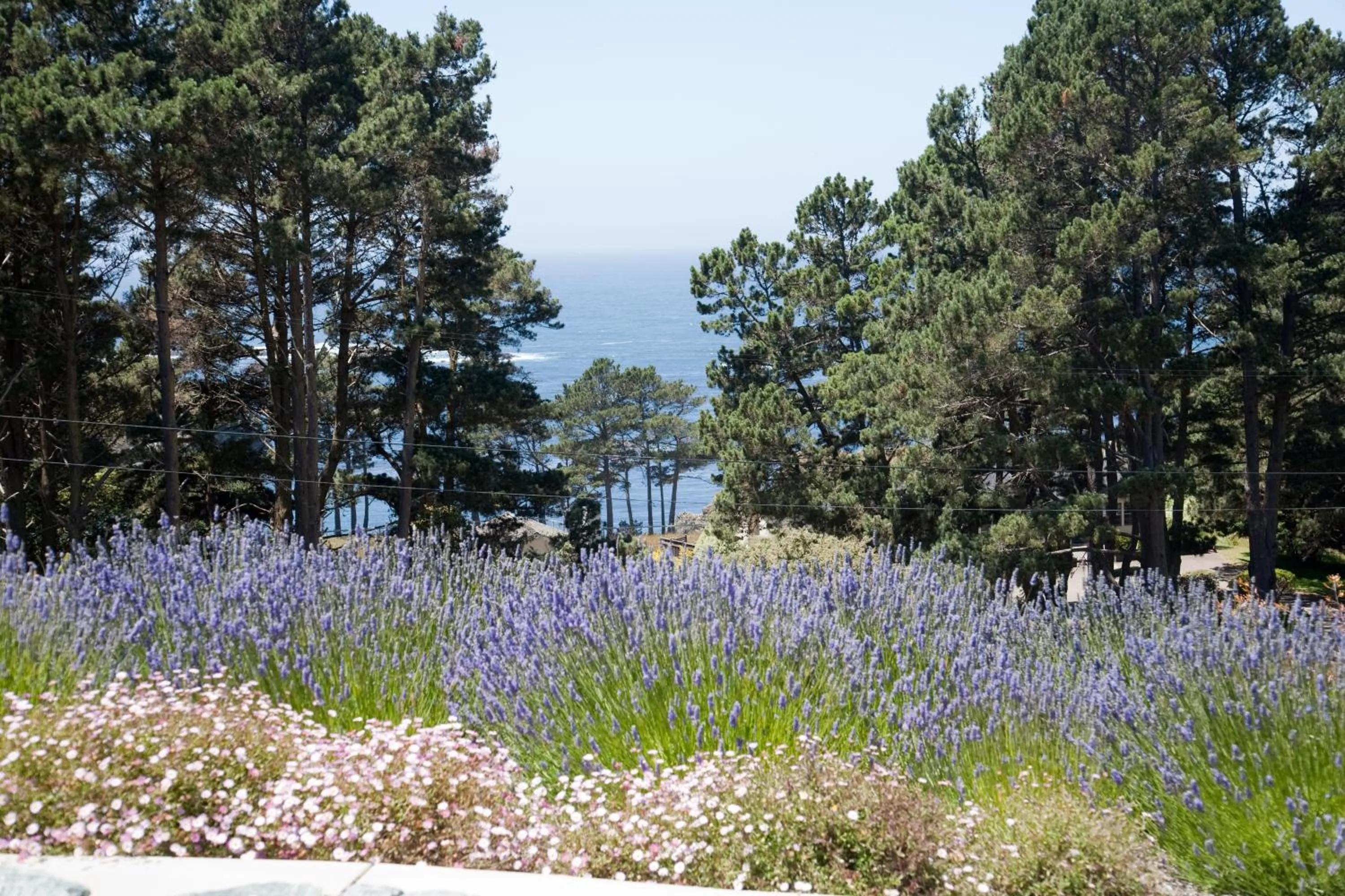 Garden view in Cottages at Little River Cove