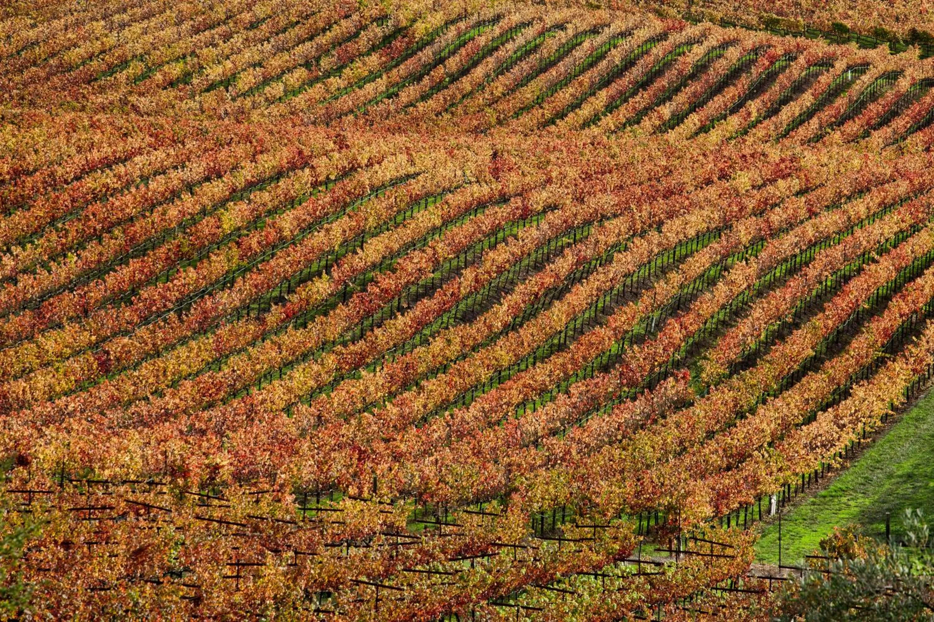 Neighbourhood in Cottages at Little River Cove