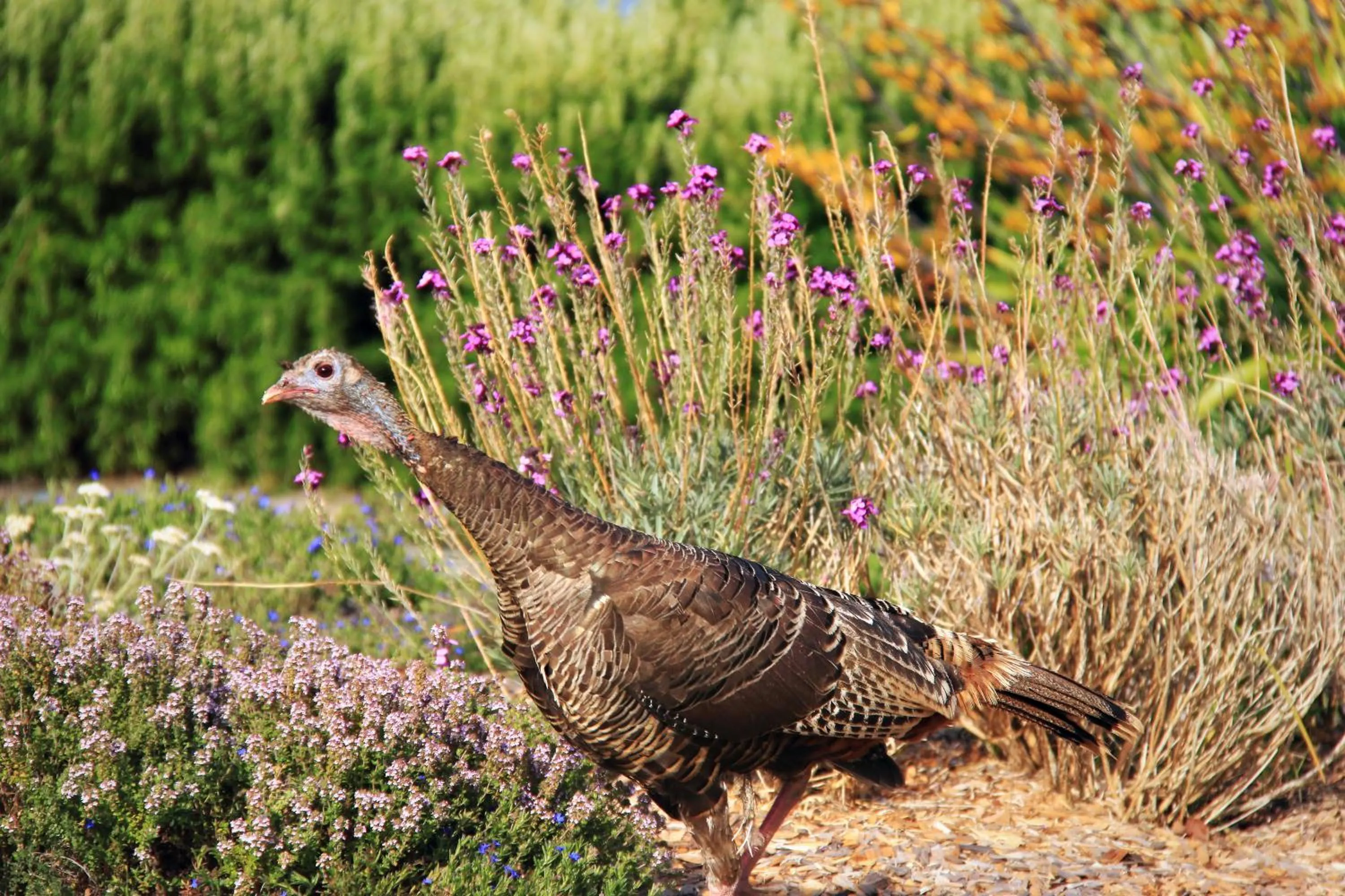 Pets in Cottages at Little River Cove