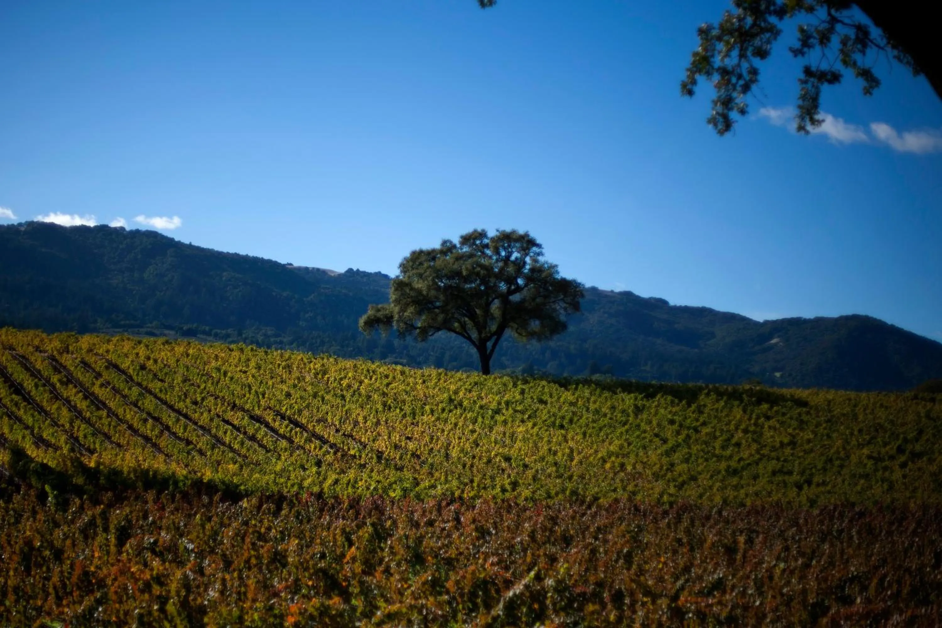 Activities in Cottages at Little River Cove