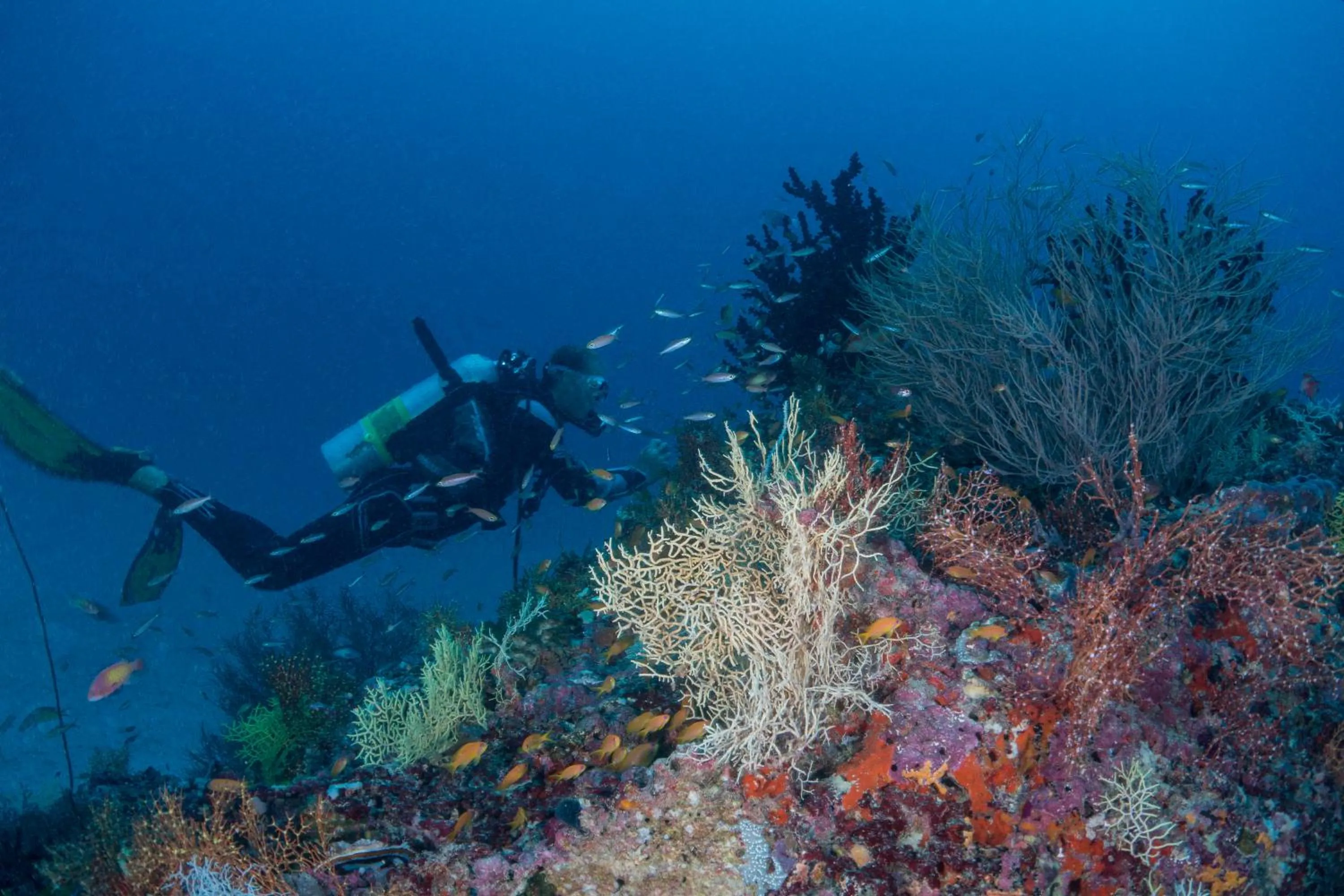 Diving in Milaidhoo Maldives