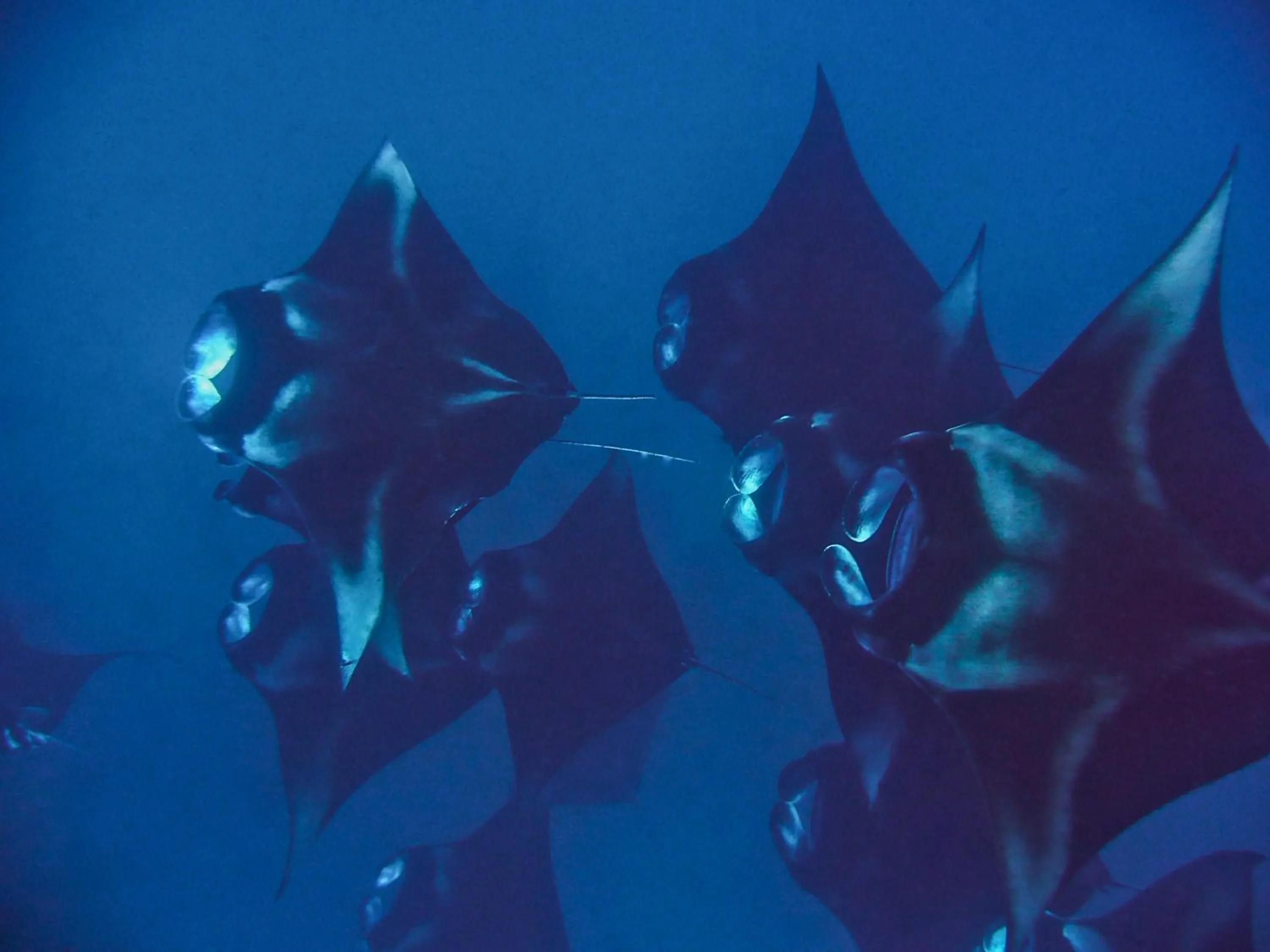 Diving in Milaidhoo Maldives