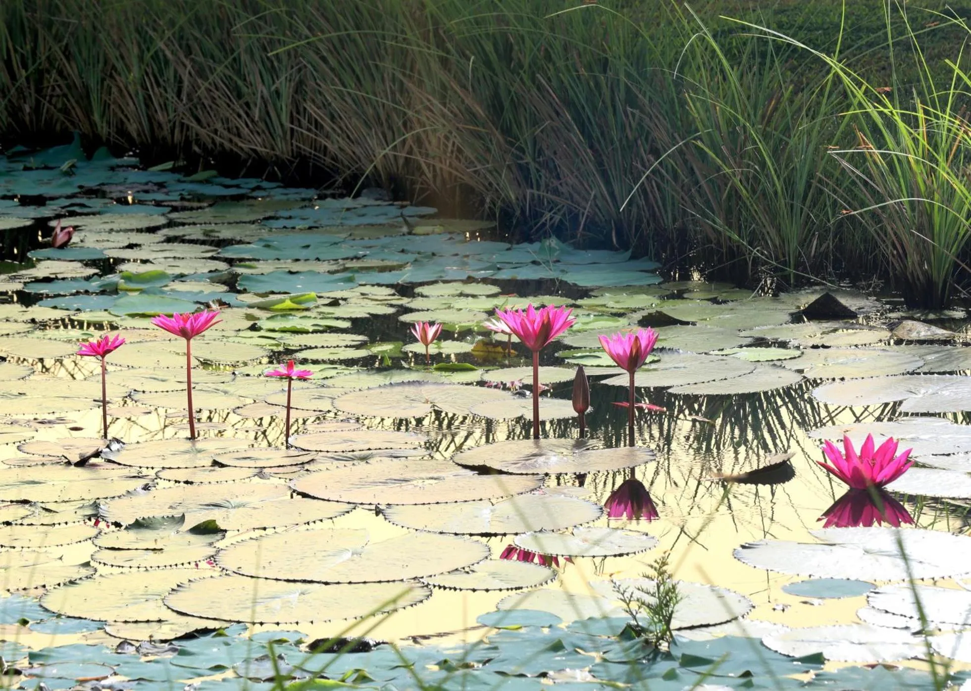 Garden in Niraamaya Wellness Retreats Backwaters And Beyond Kumarakom