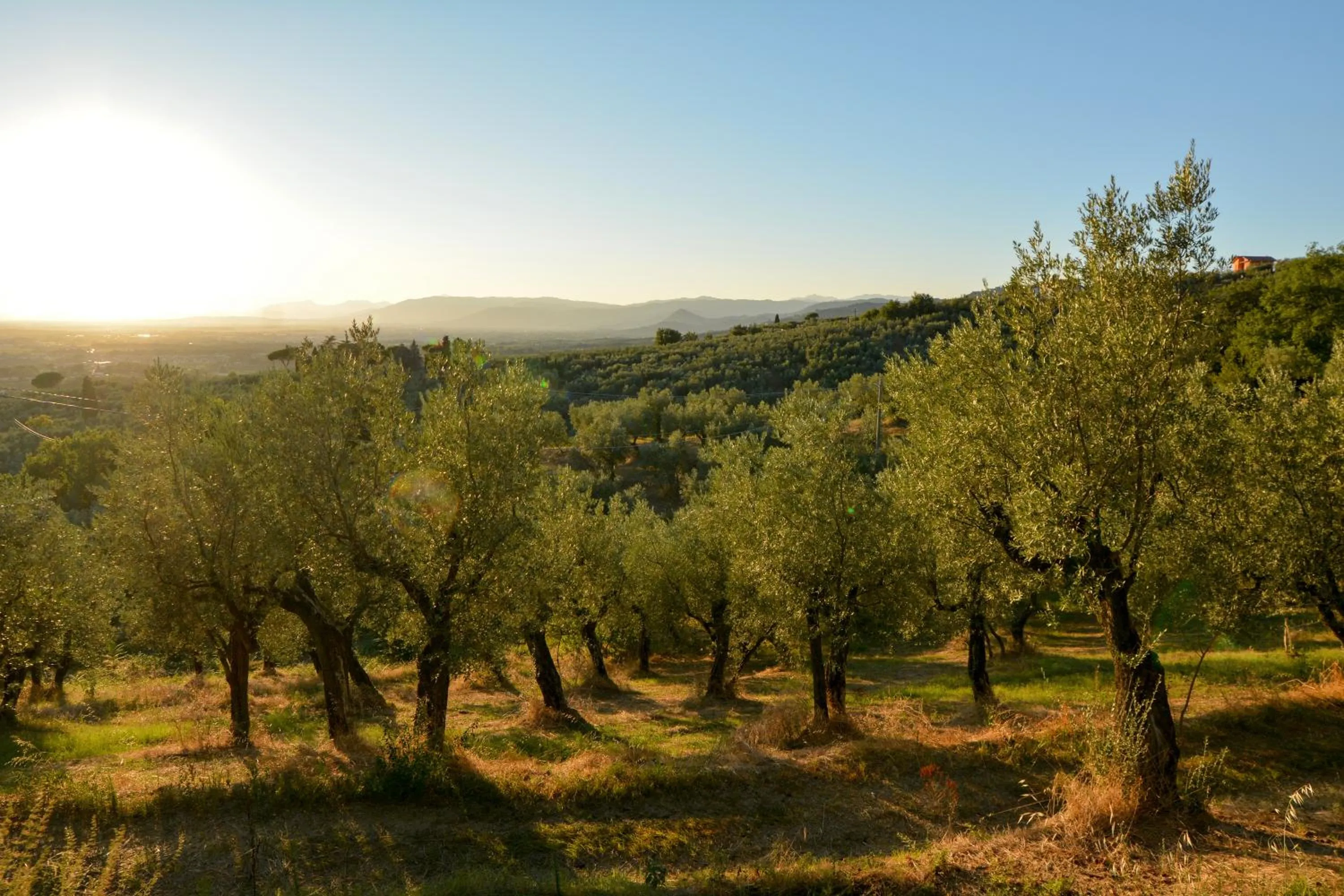 Spring in Agriturismo Podere Rondinaio