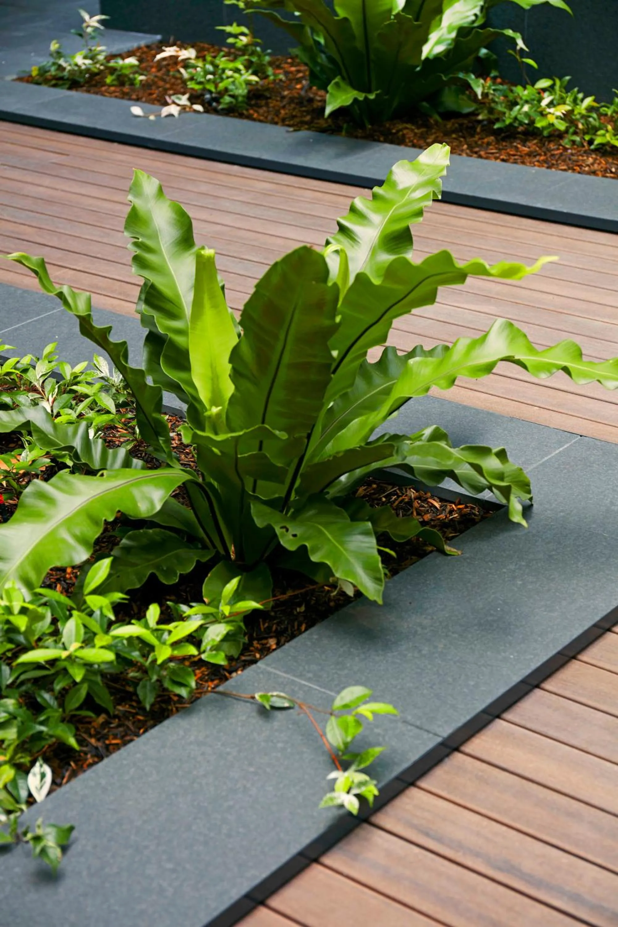 Garden in Veriu Camperdown