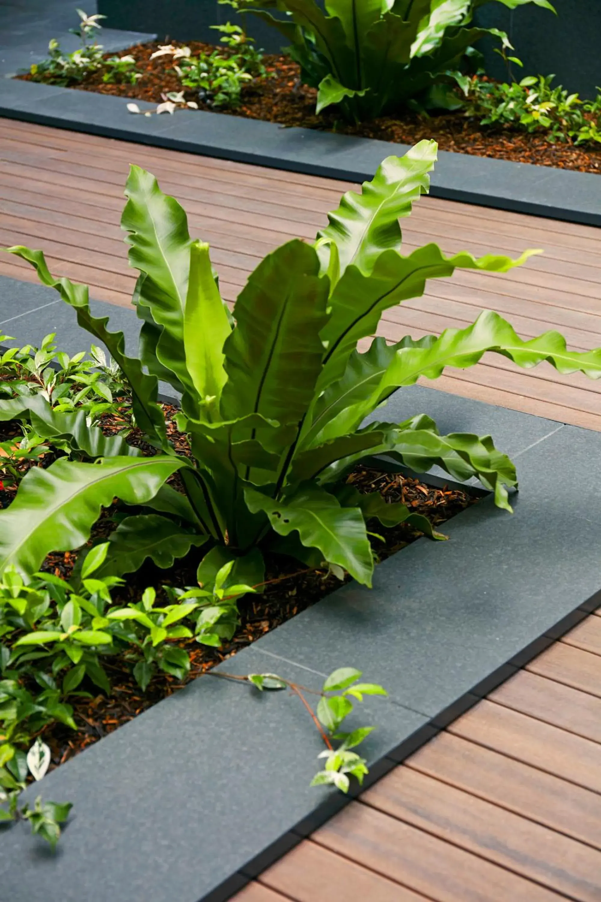 Garden in Veriu Camperdown Garden in Veriu Camperdown