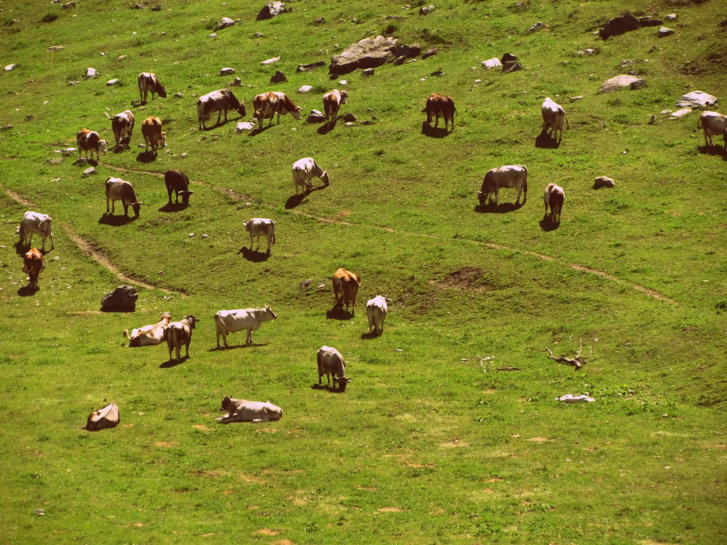 Animals in Il Piccolo Residence