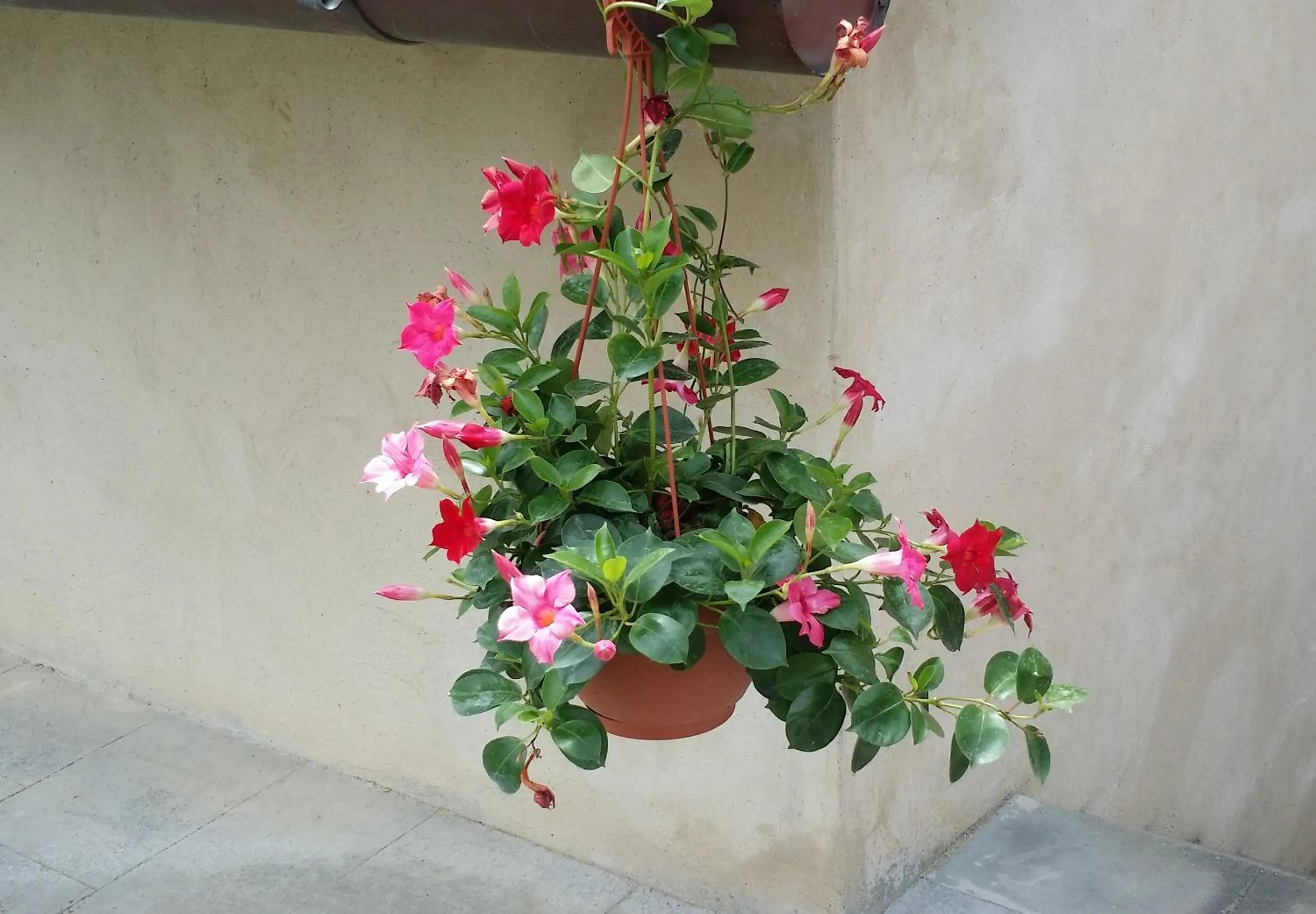 Garden in B&B Le Torri Di Firenze