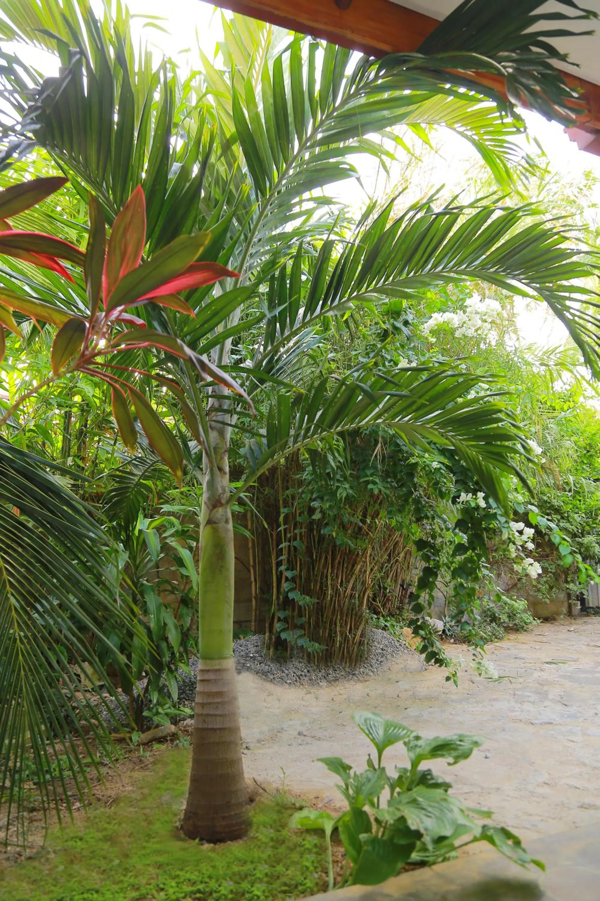 Garden in Eagle Homestay