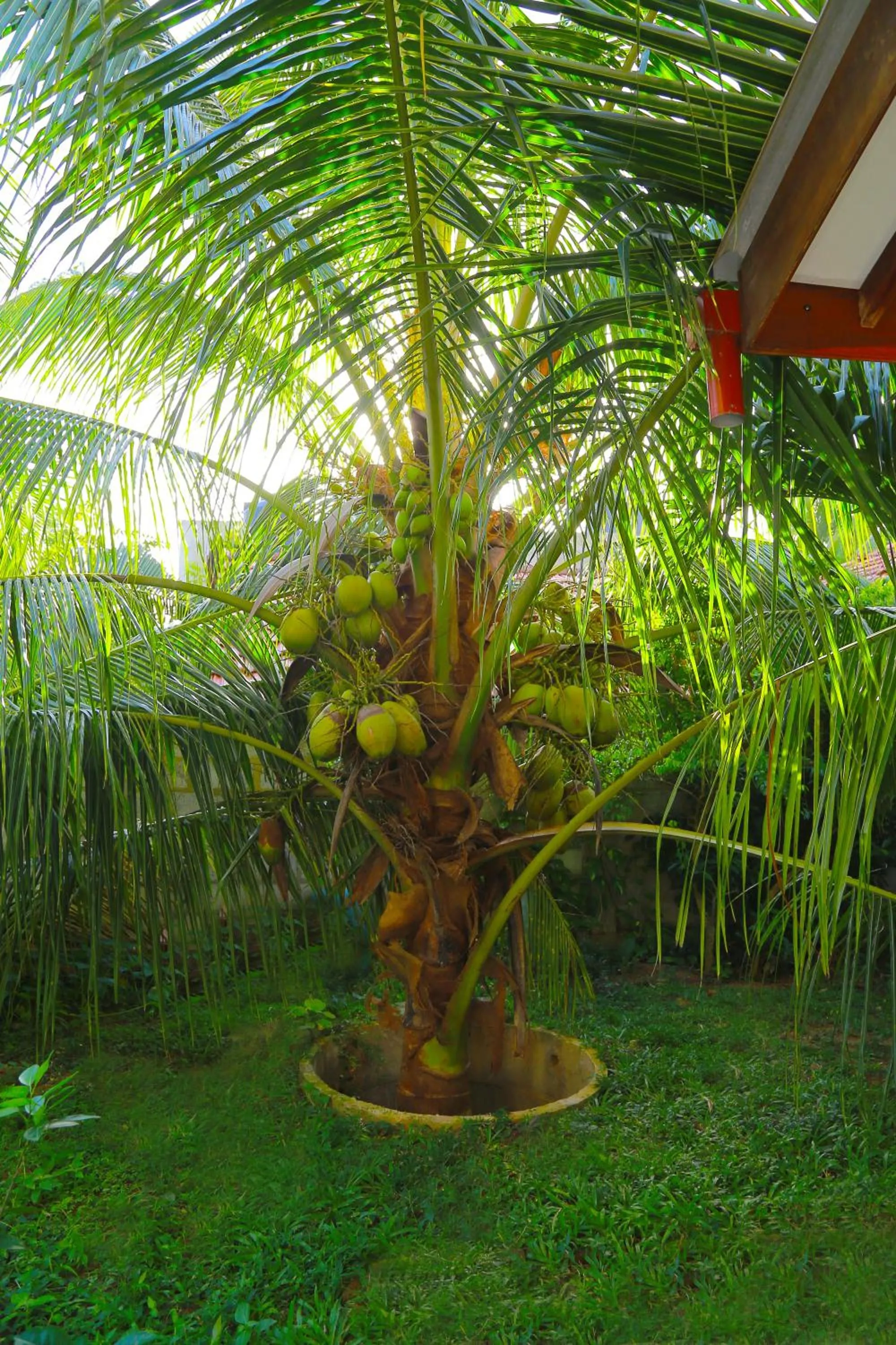 Garden in Eagle Homestay