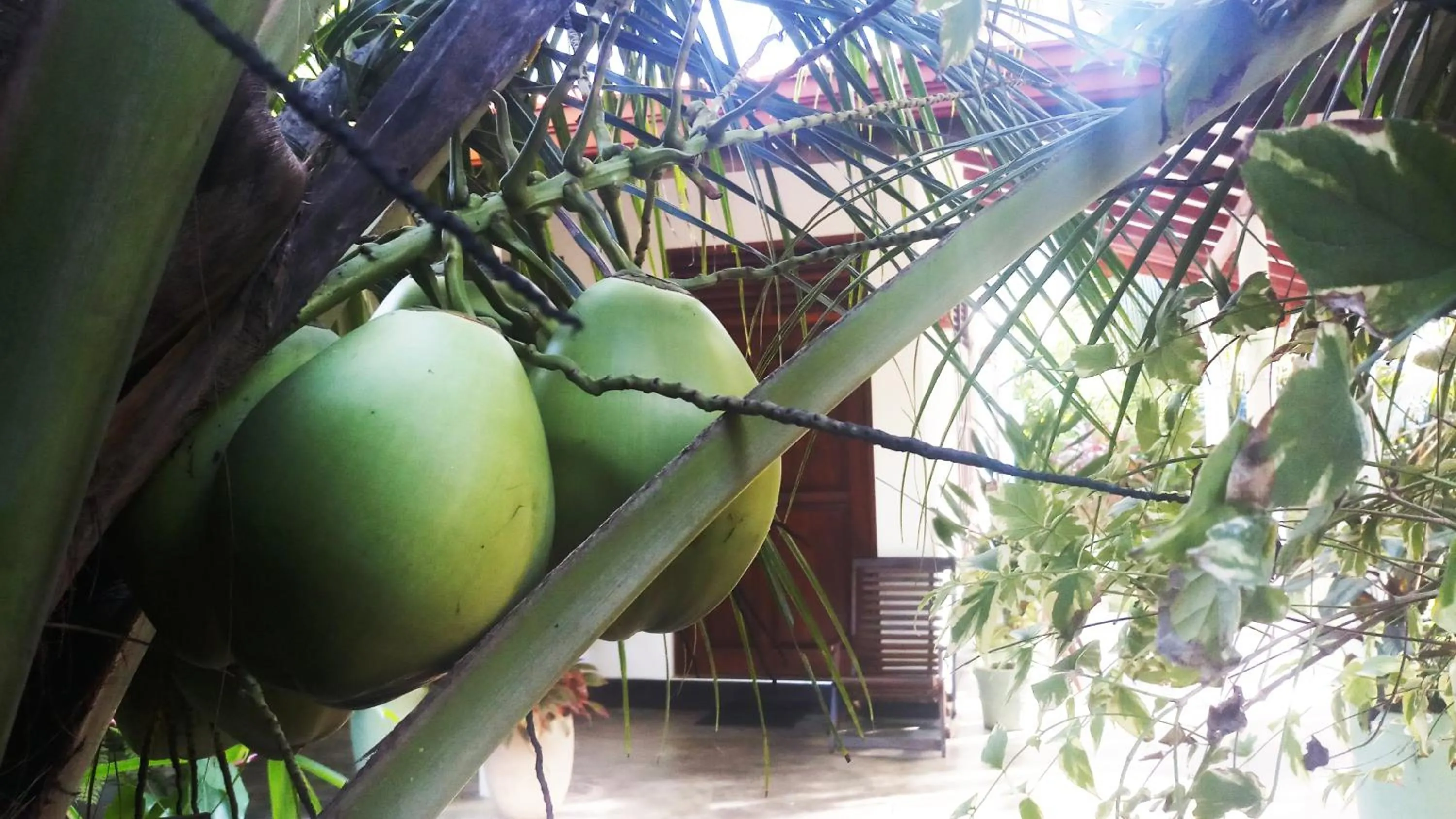 Garden in Eagle Homestay