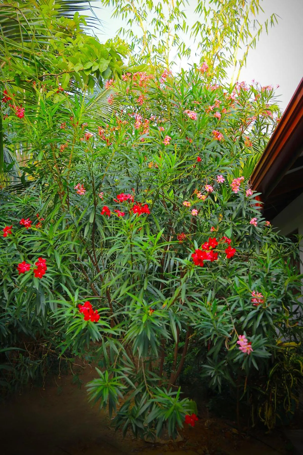 Garden view in Eagle Homestay