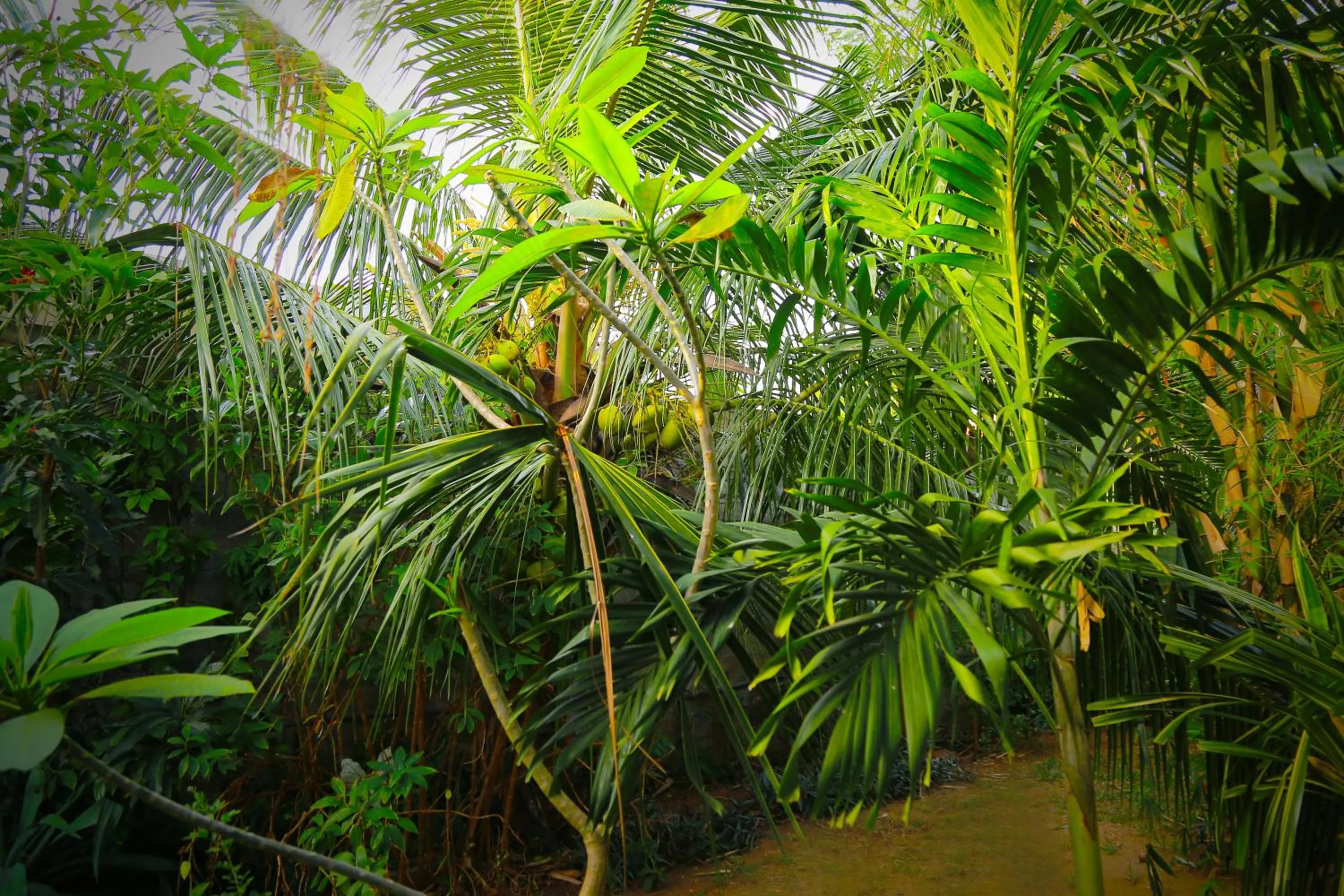 Garden in Eagle Homestay
