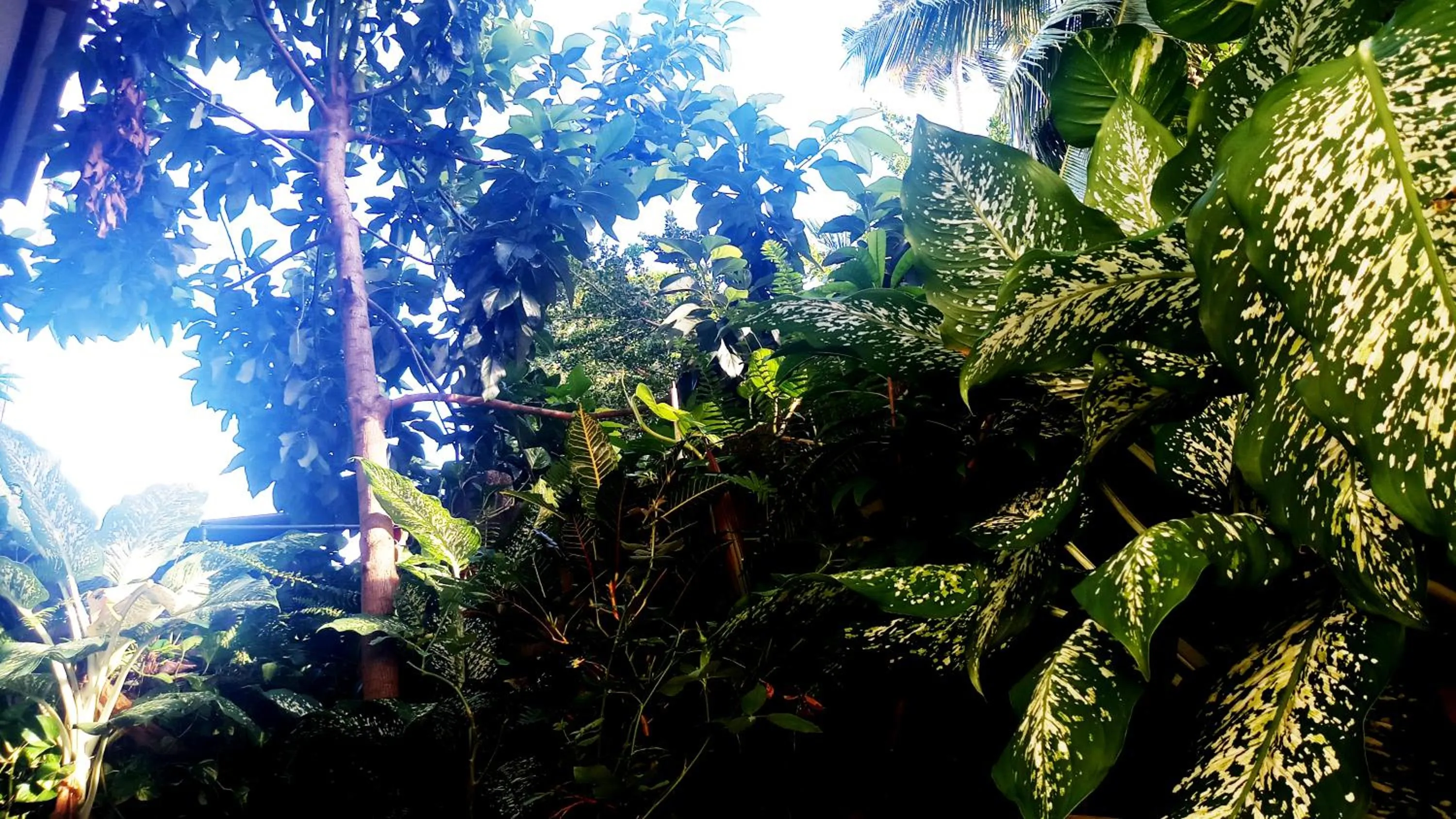 Natural landscape in Eagle Homestay