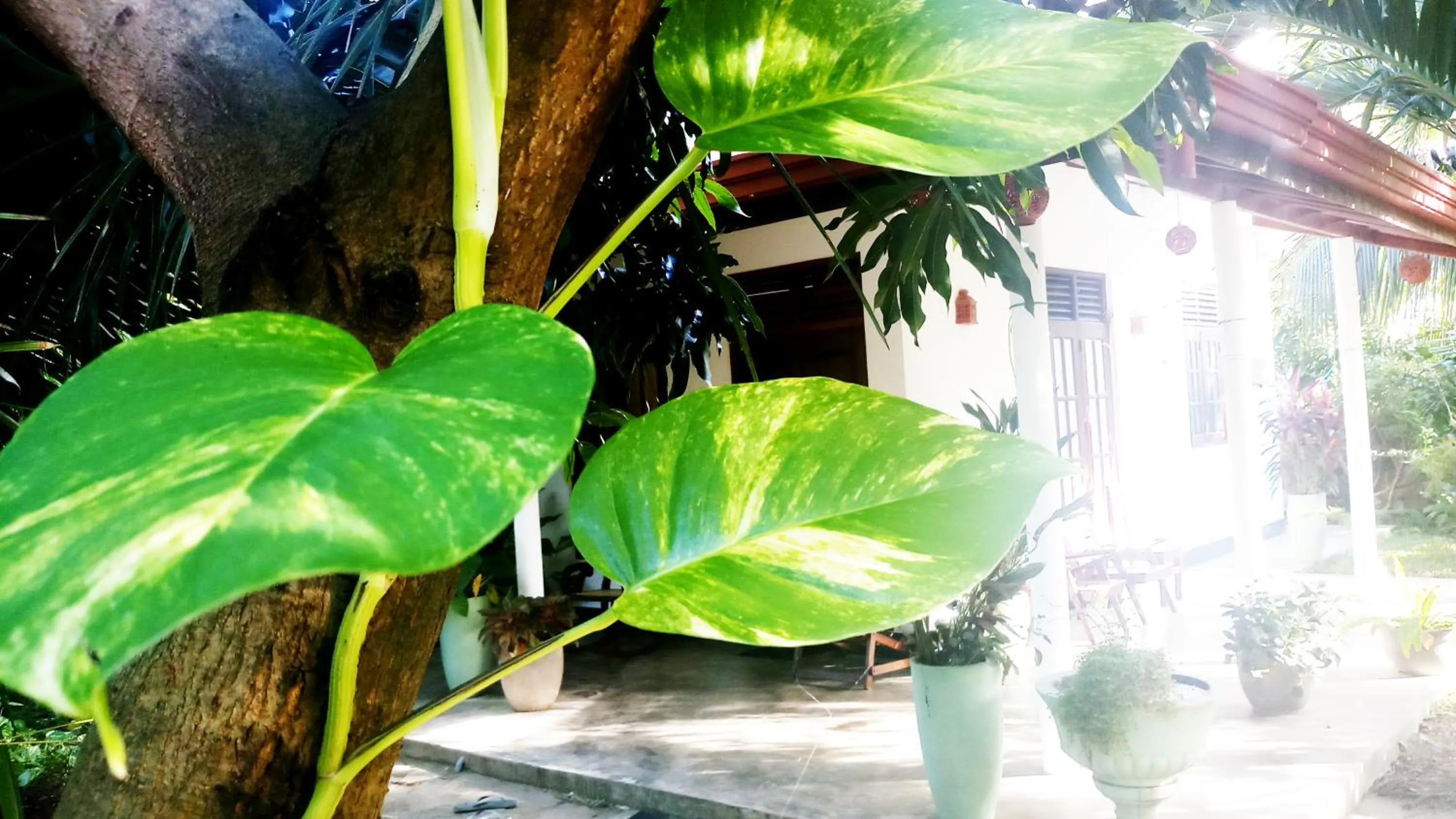 Garden in Eagle Homestay