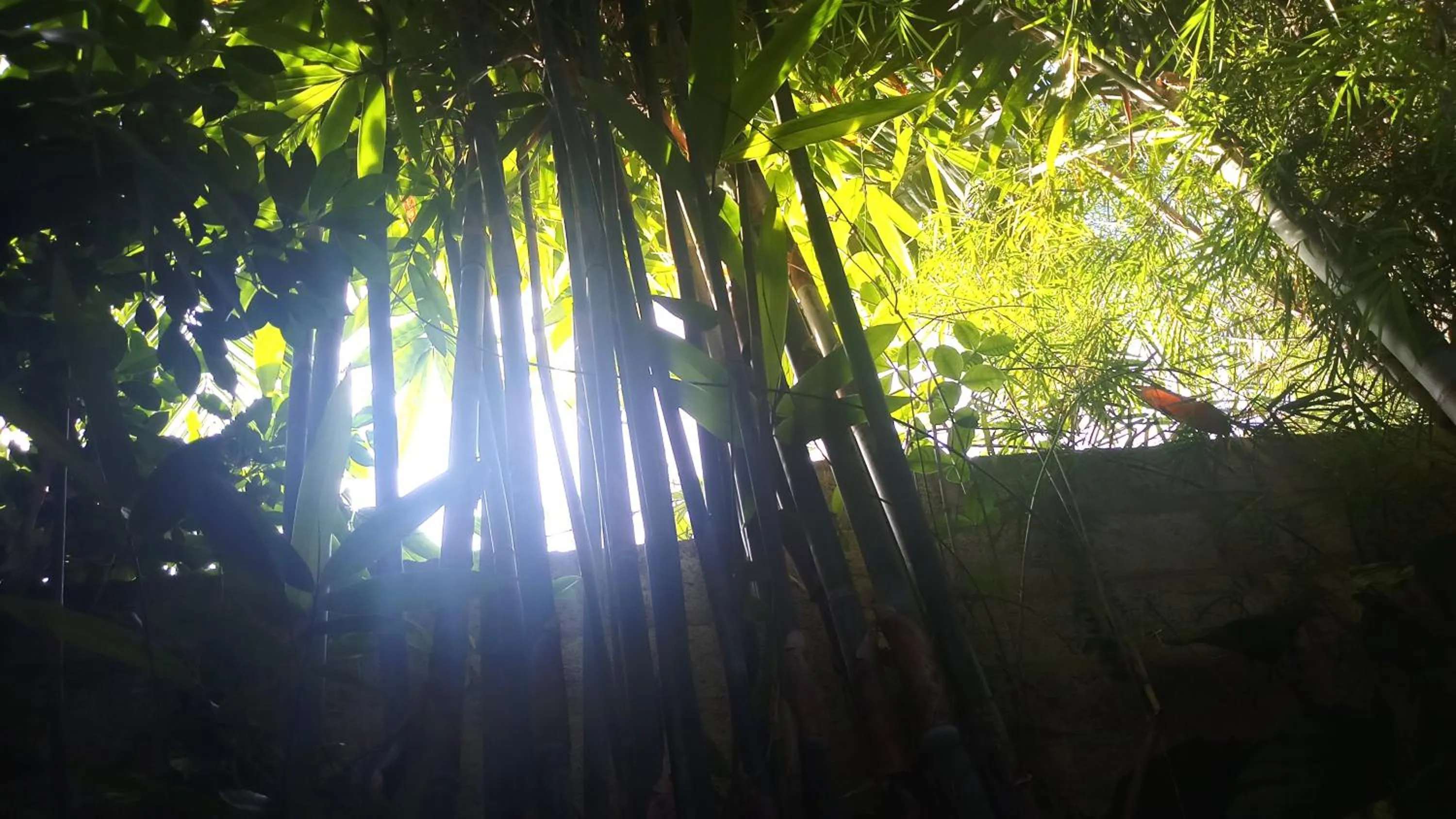 Sunrise in Eagle Homestay