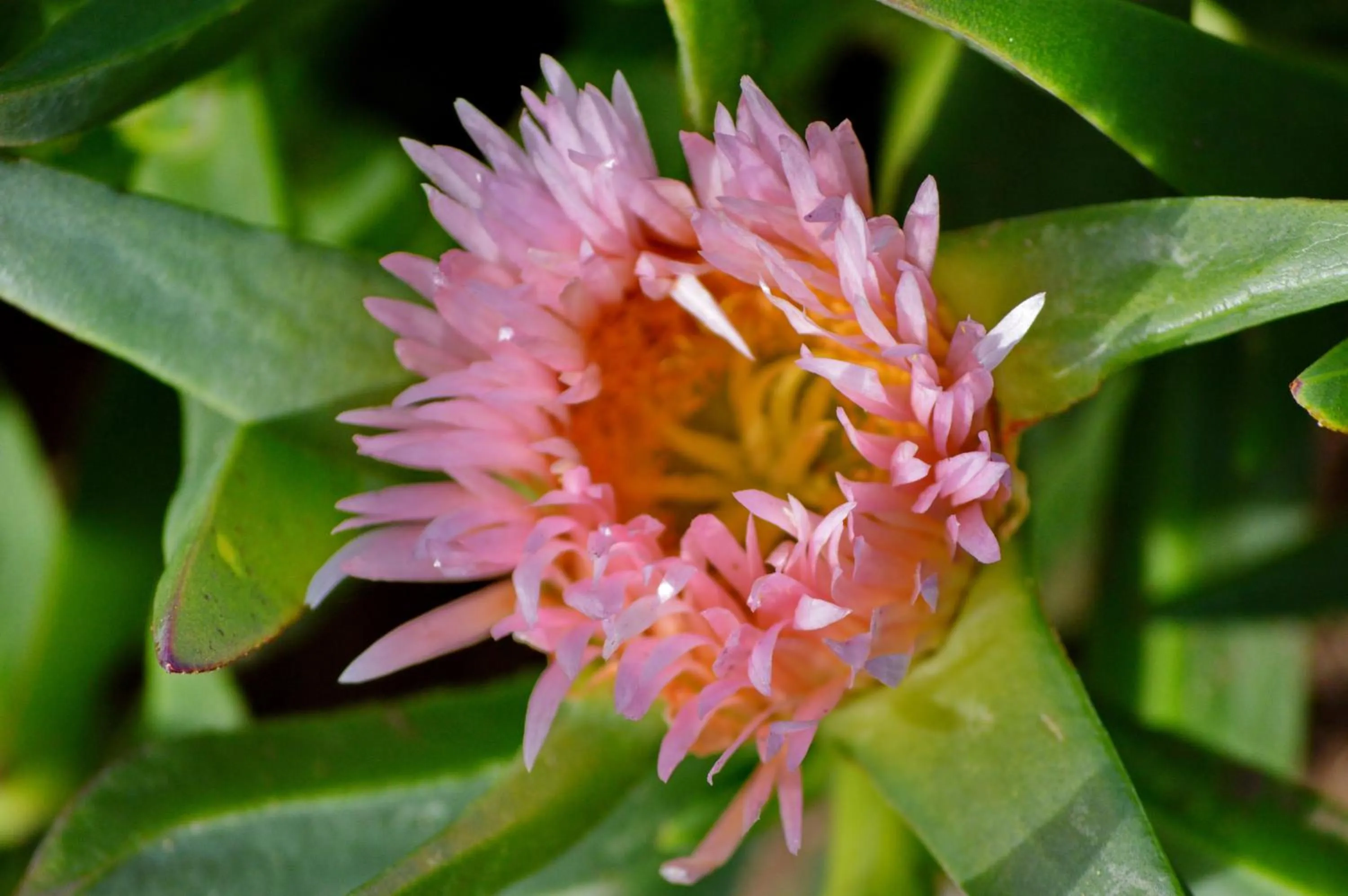 Garden in Gourikwa Coastal Nature Reserve