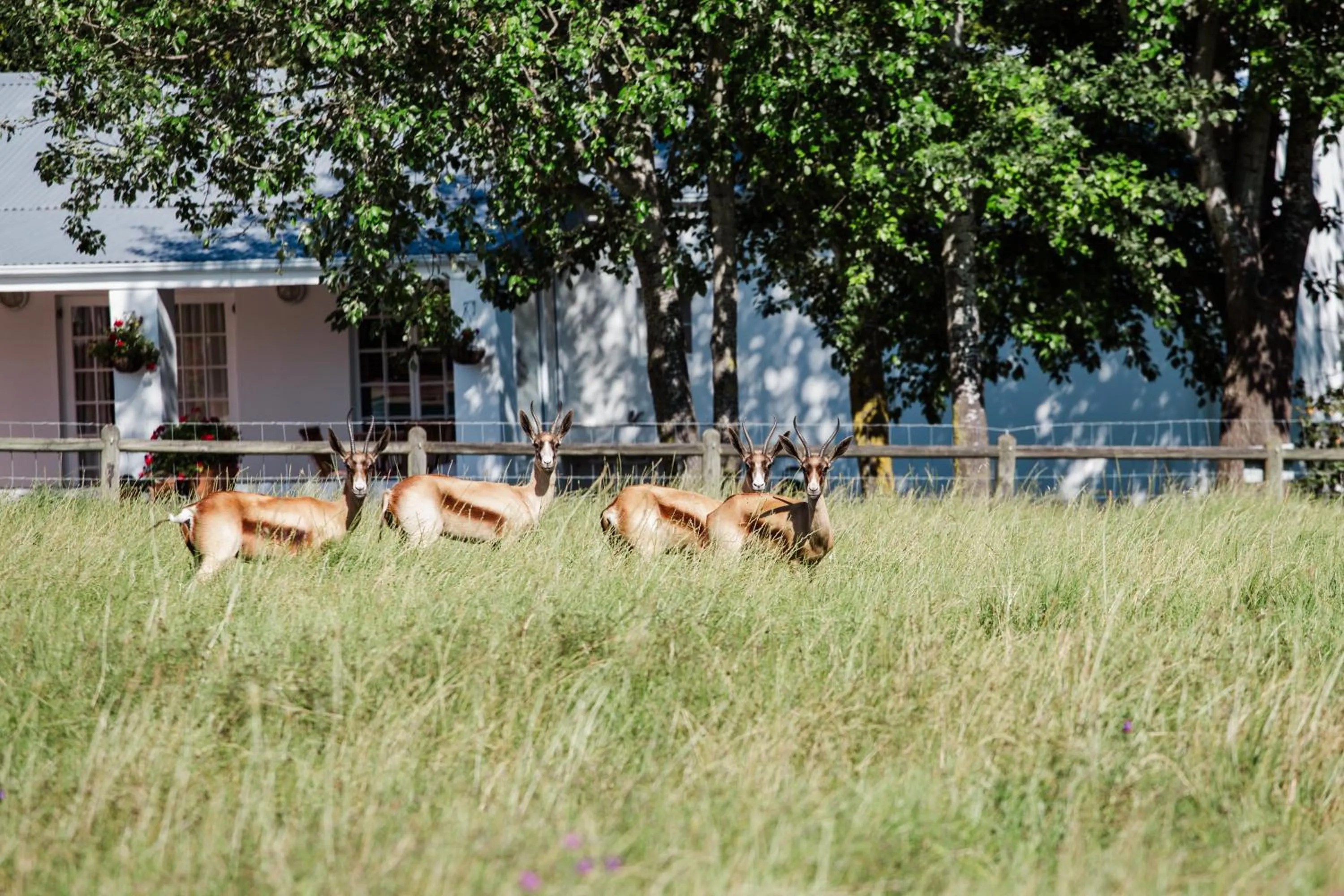 Animals in Marshden Estate