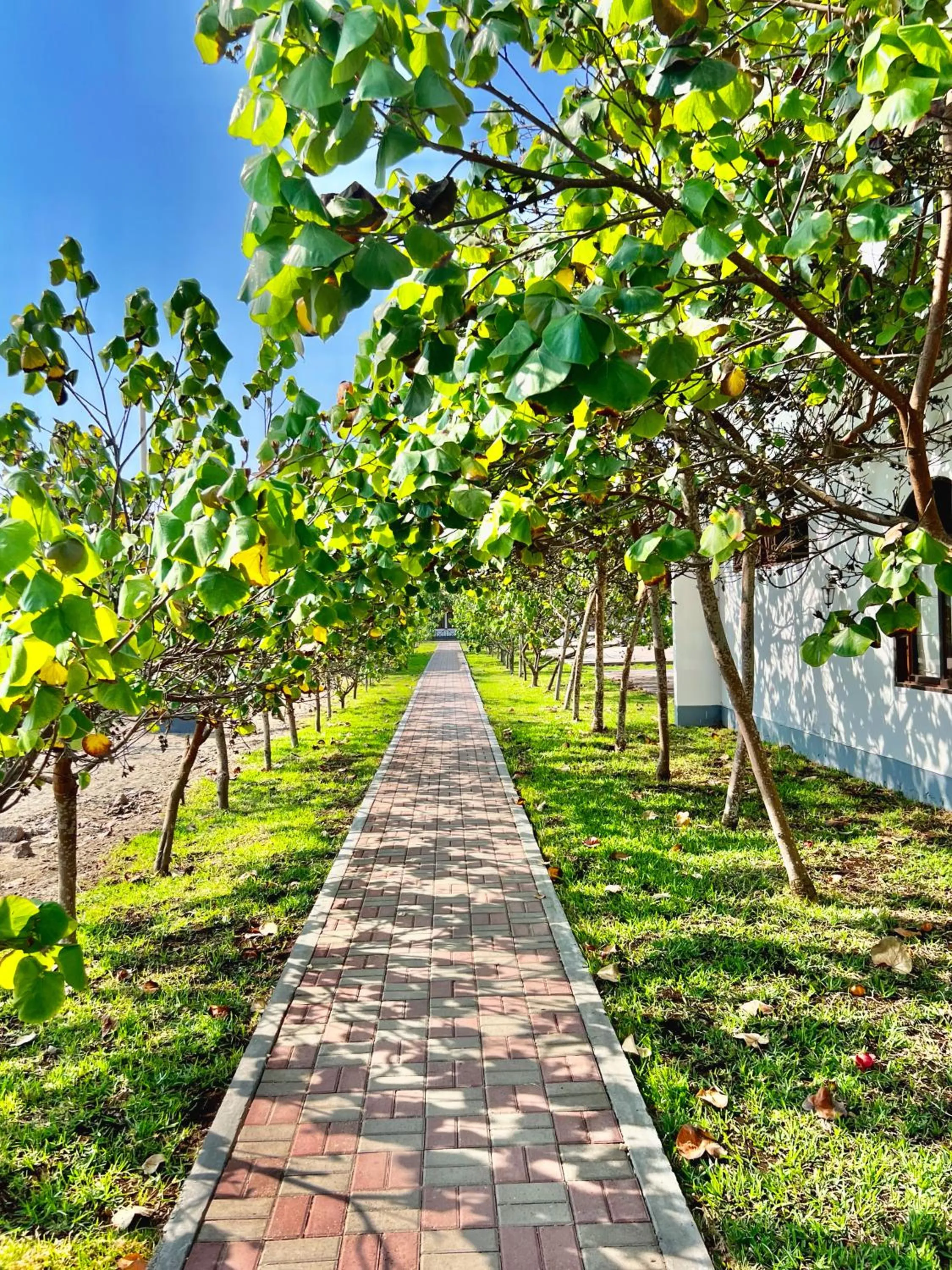 Garden in DM Hoteles Asia