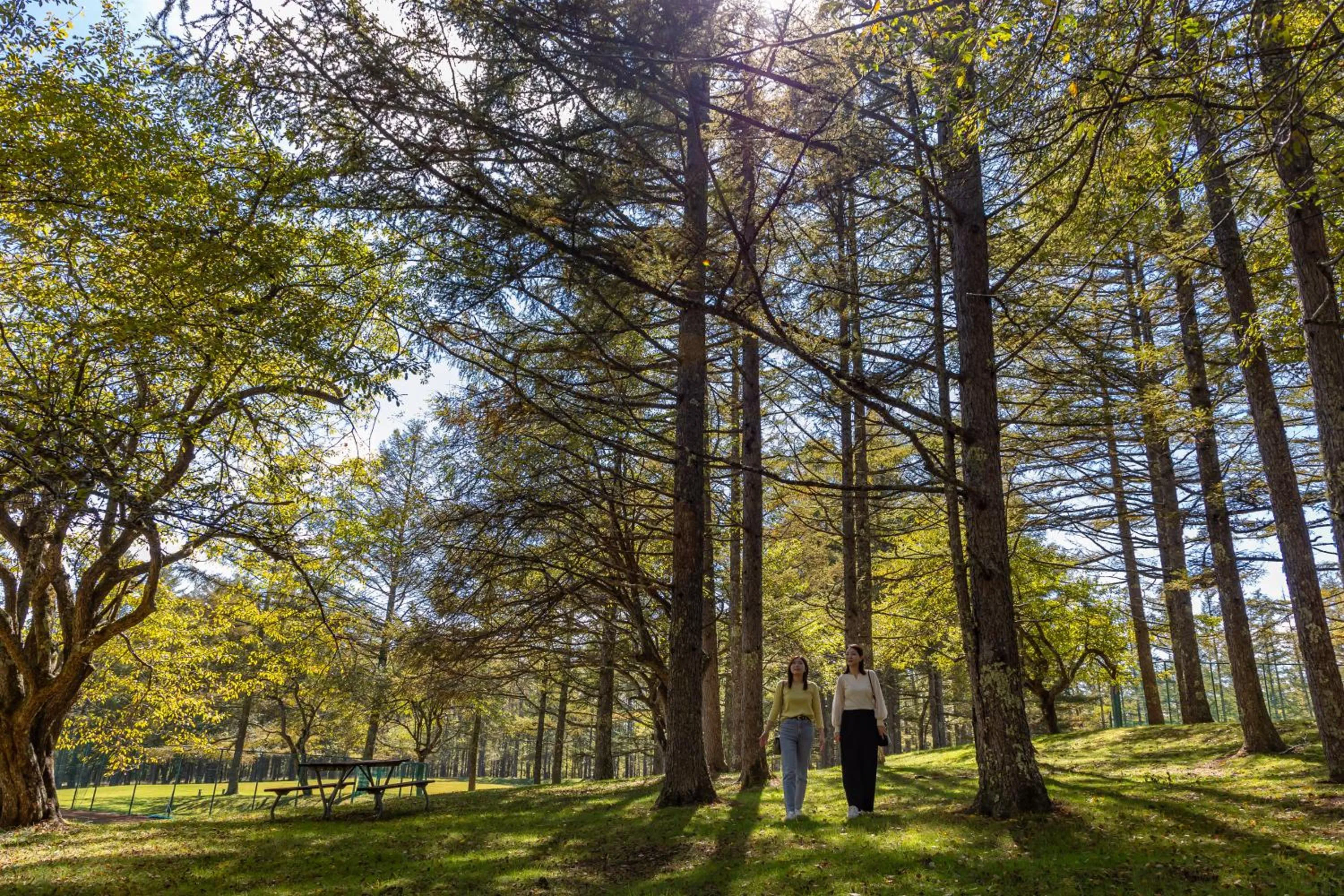 Garden in Yatsugatake Kogen Lodge