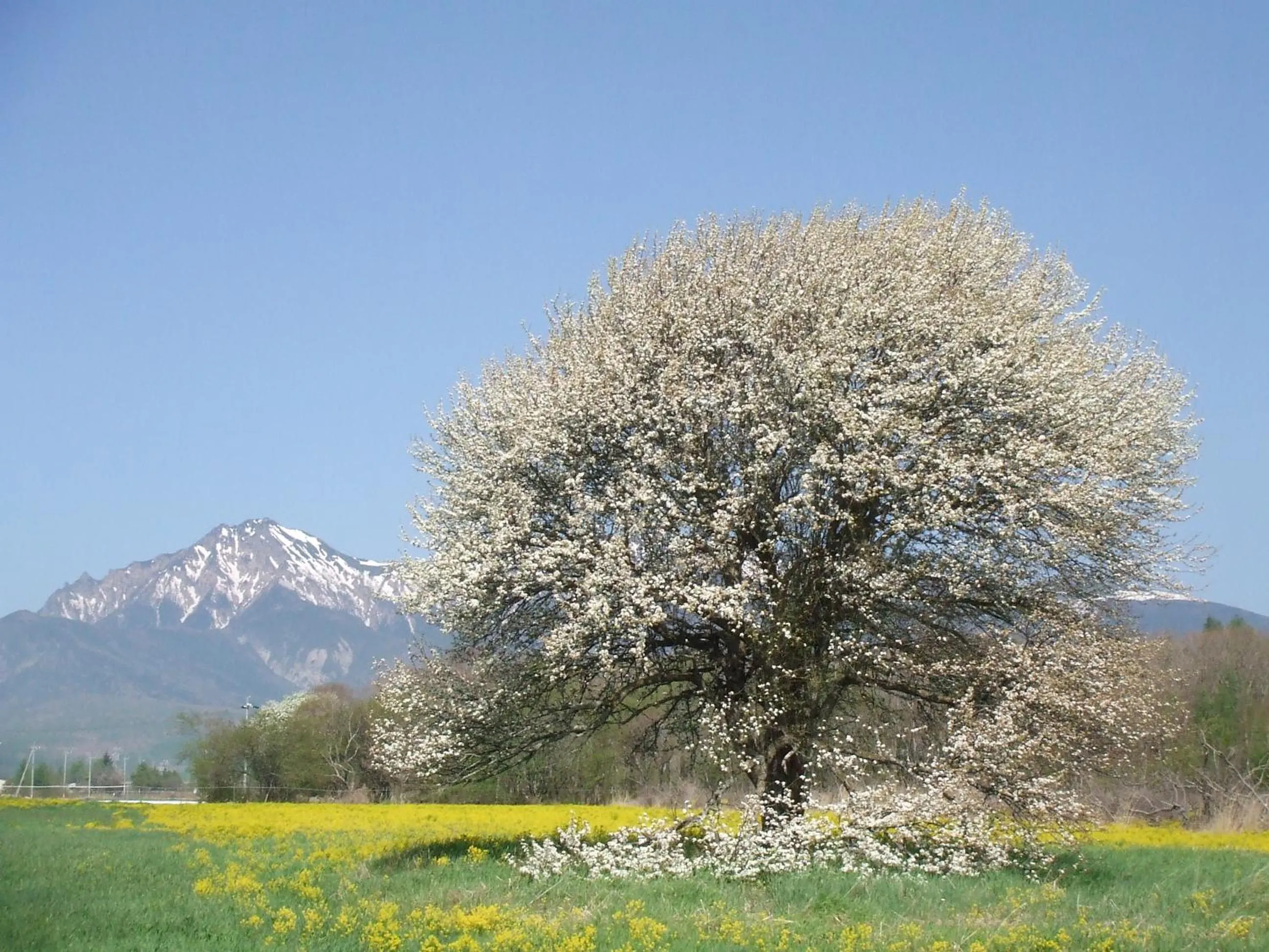 Off site in Yatsugatake Kogen Lodge