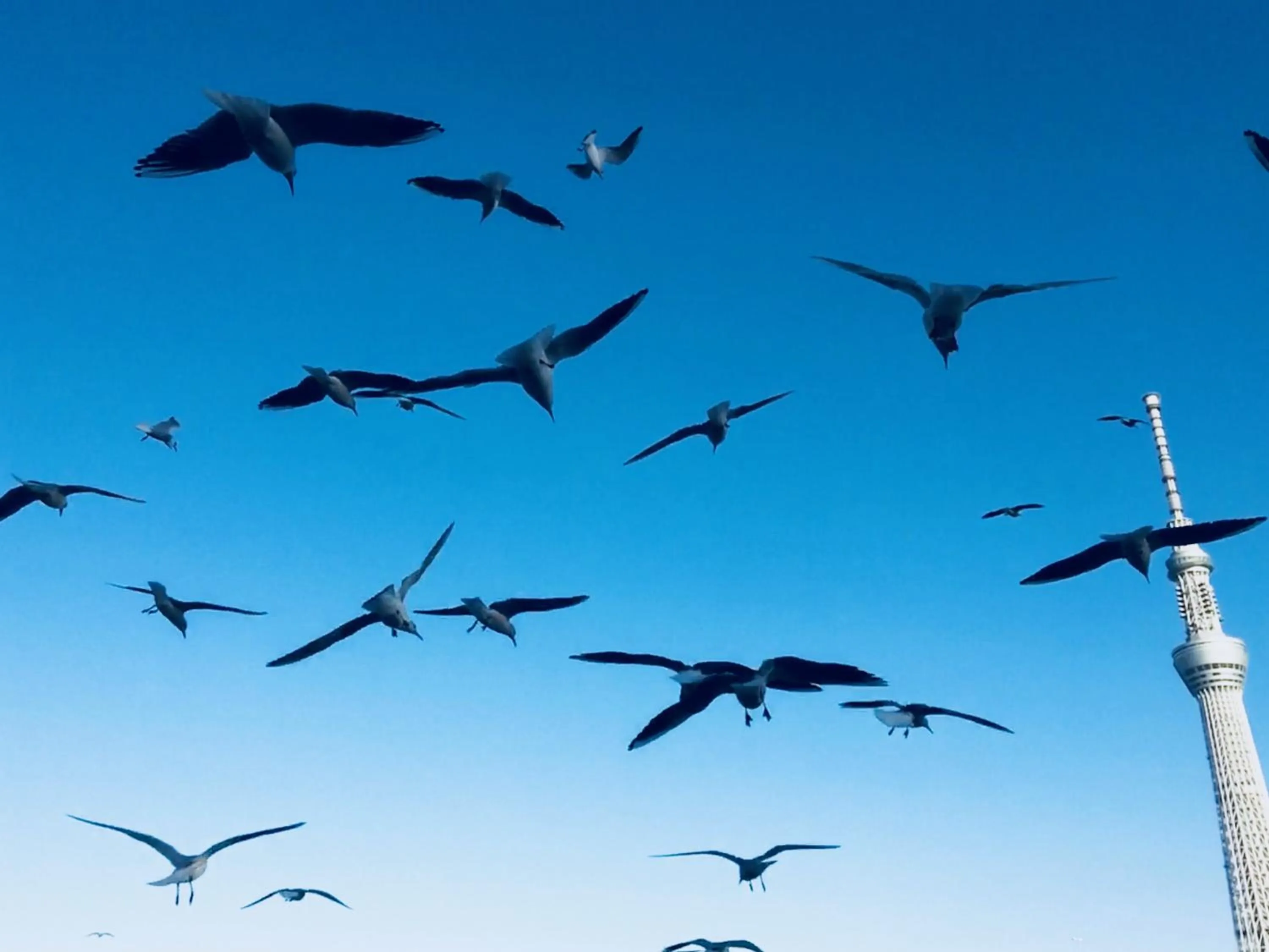 Nearby landmark, Other Animals in Kangaroo Hotel Side B