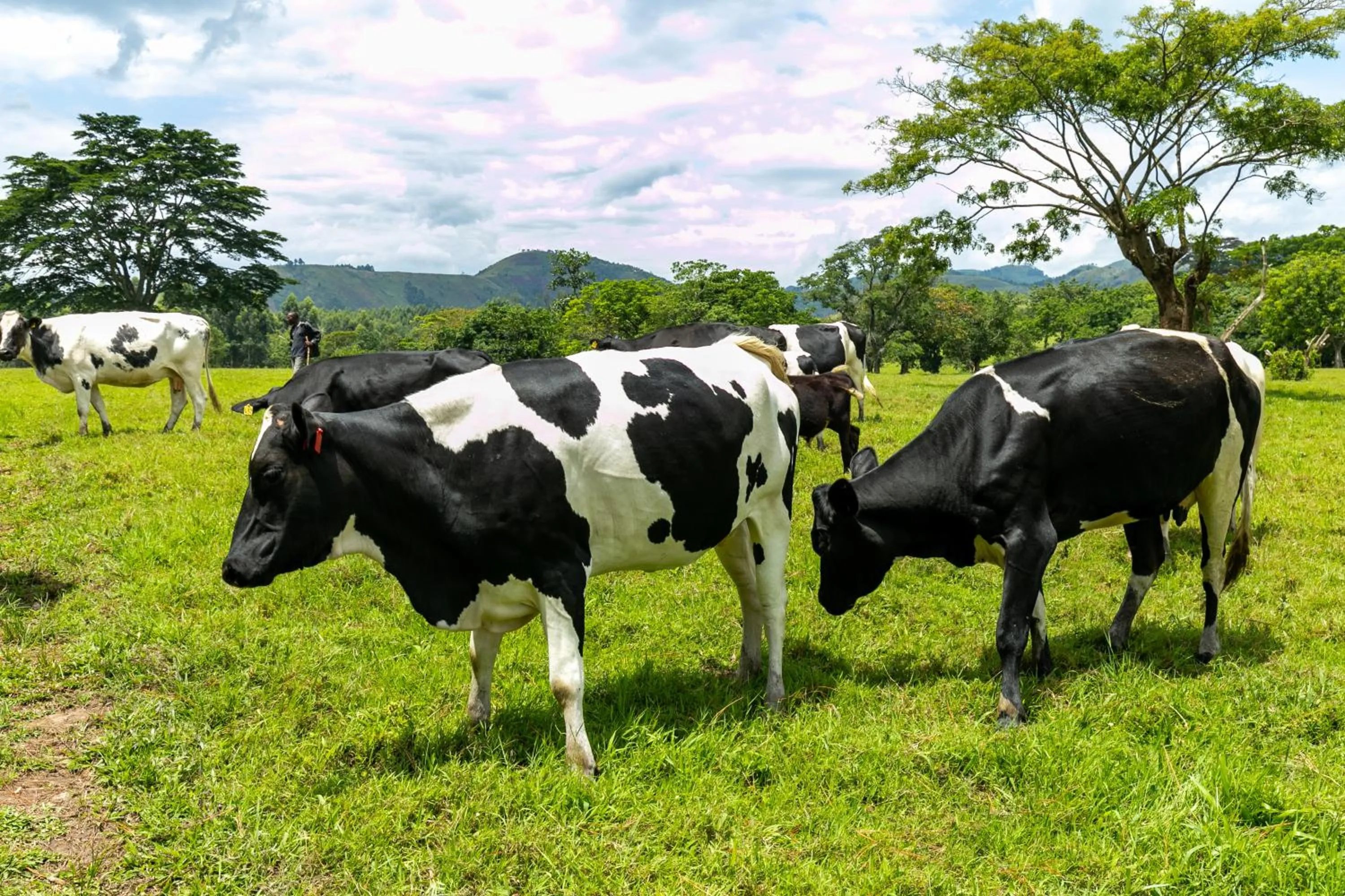 Animals in The Crested Crane Bwindi Hotel
