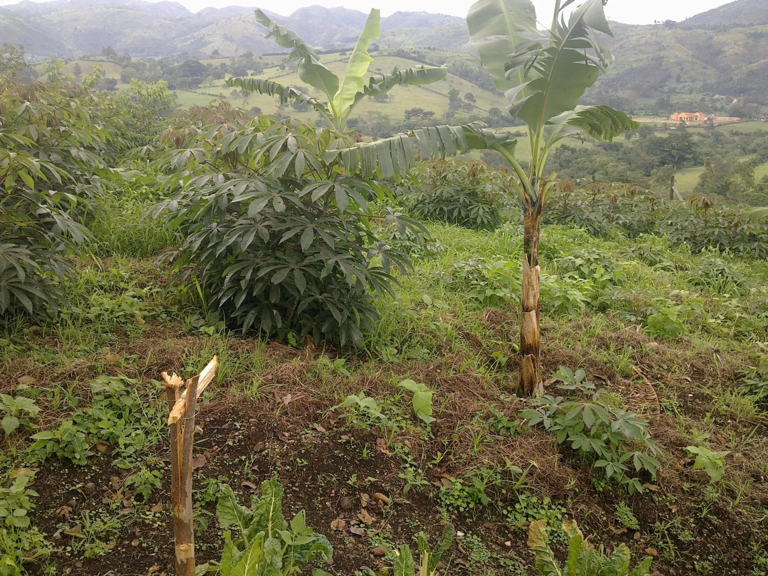 Natural landscape in The Crested Crane Bwindi Hotel