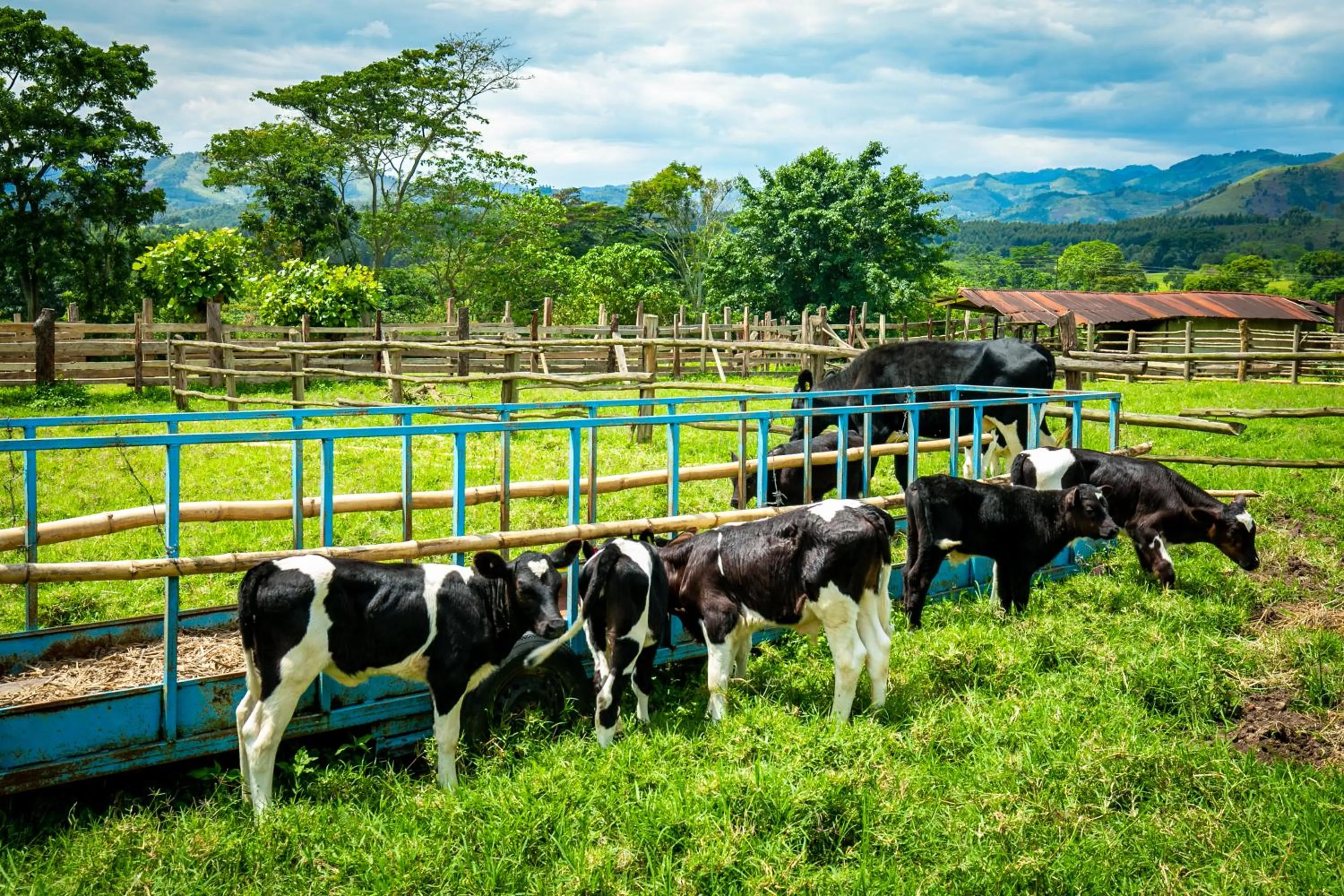 Animals in The Crested Crane Bwindi Hotel