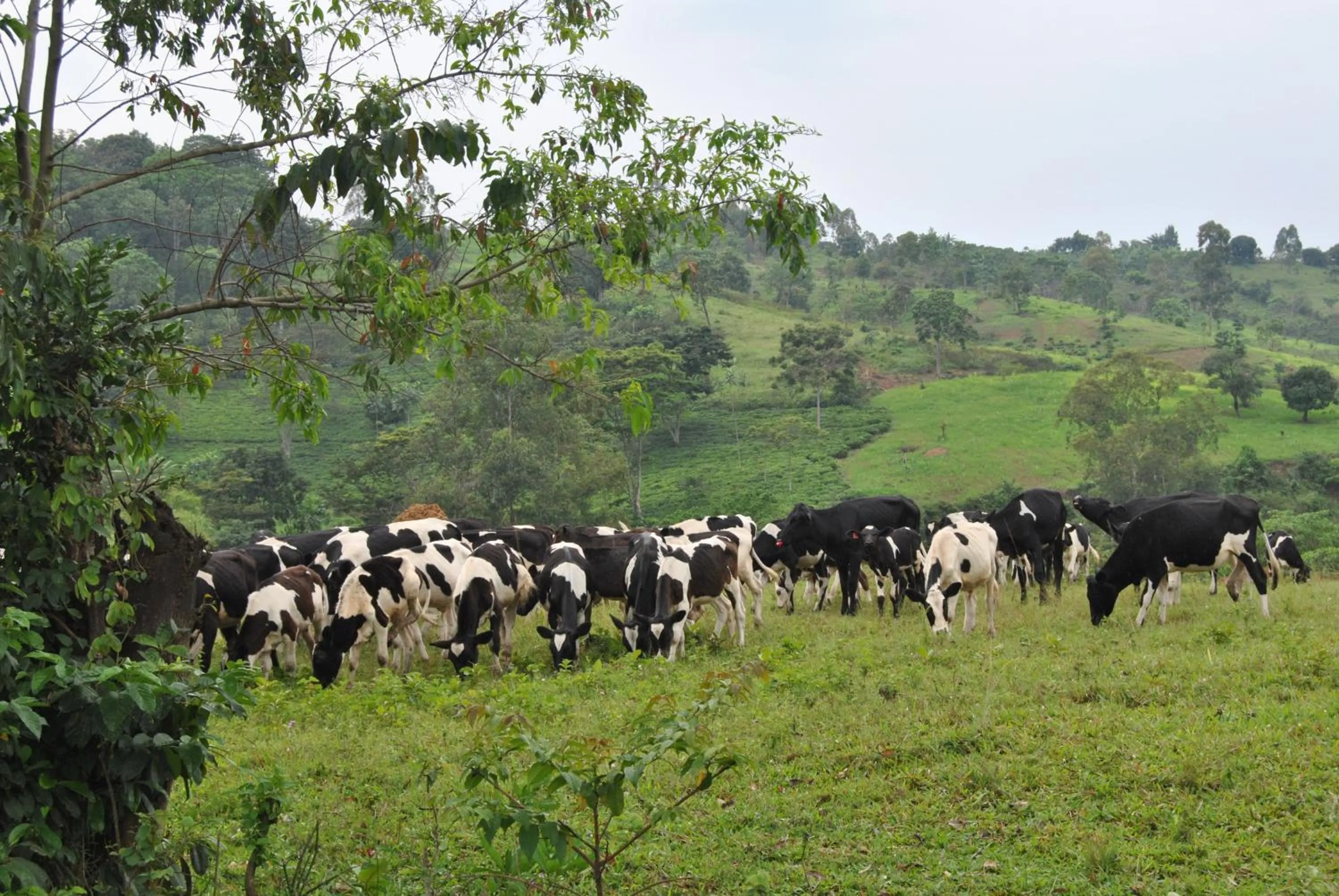 Hiking in The Crested Crane Bwindi Hotel