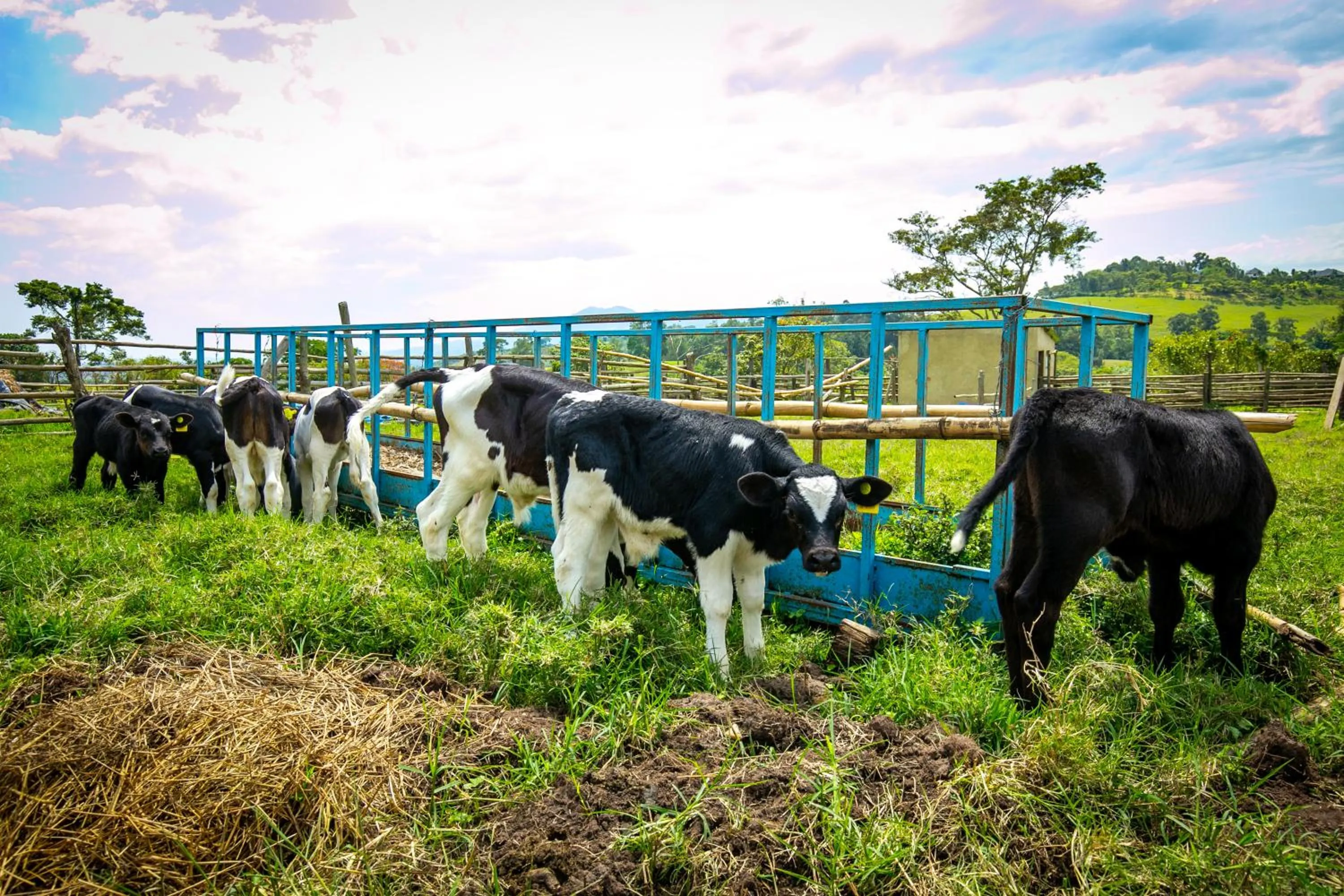 Animals in The Crested Crane Bwindi Hotel