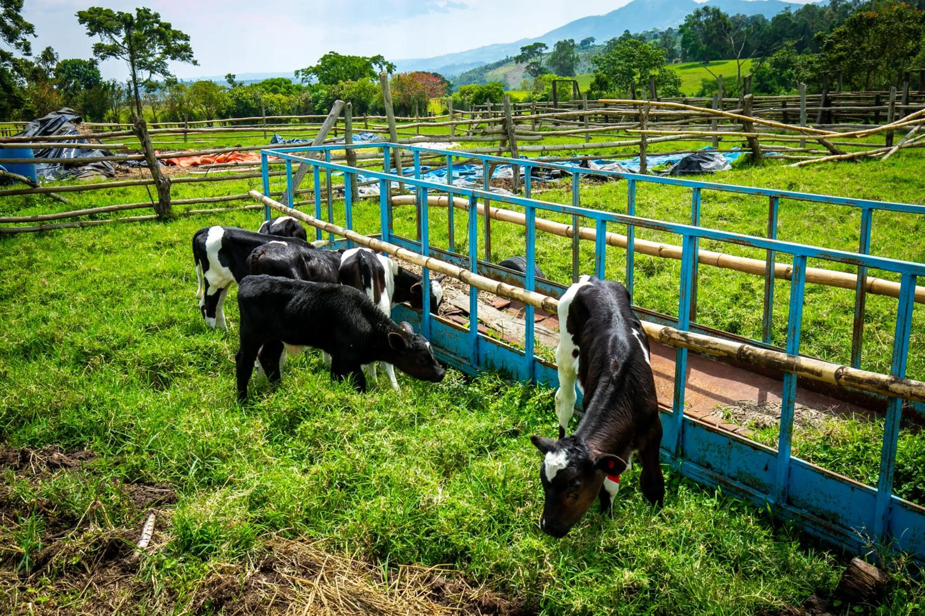 Animals in The Crested Crane Bwindi Hotel