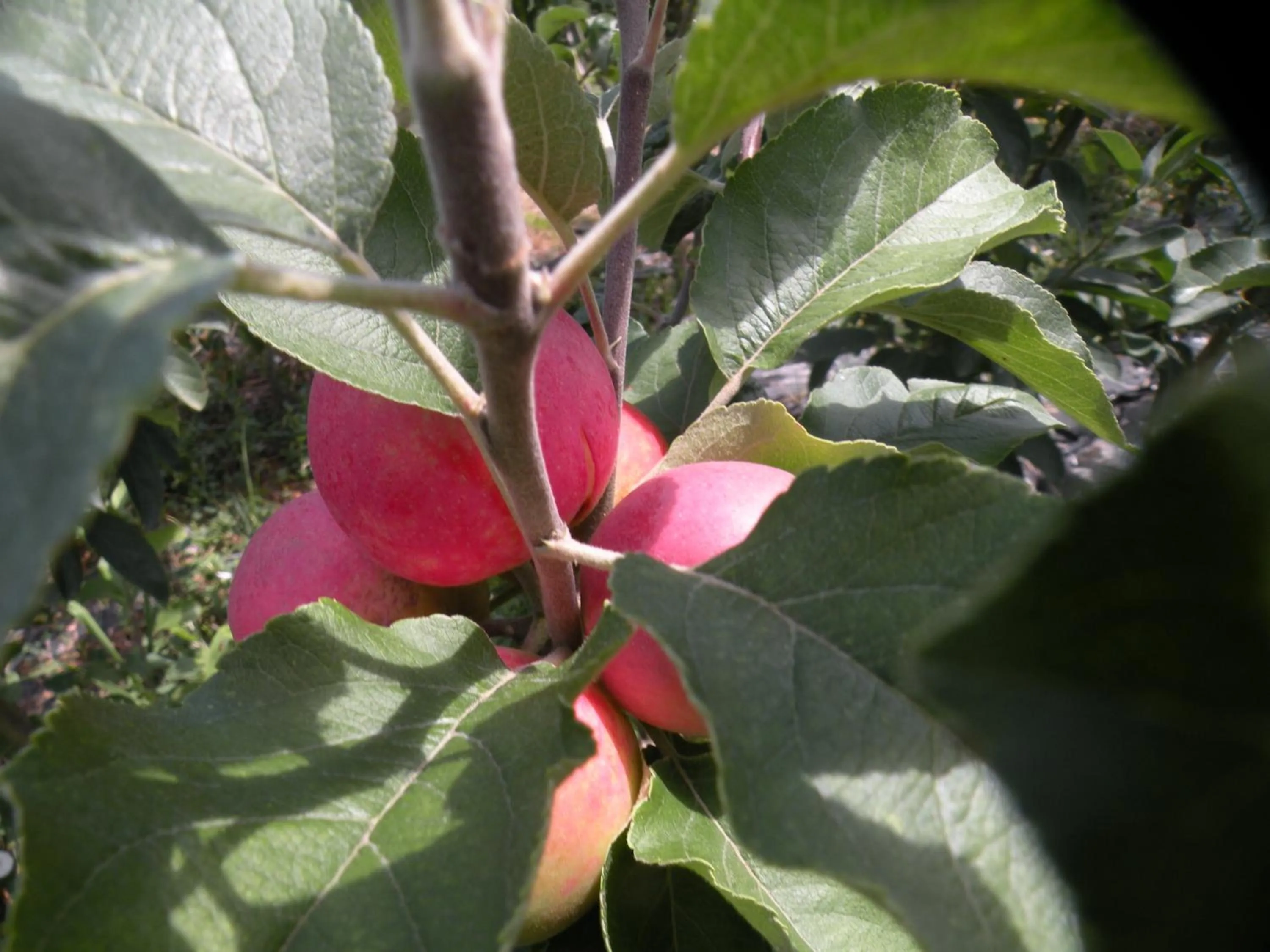 Activities in Country House Erba Regina